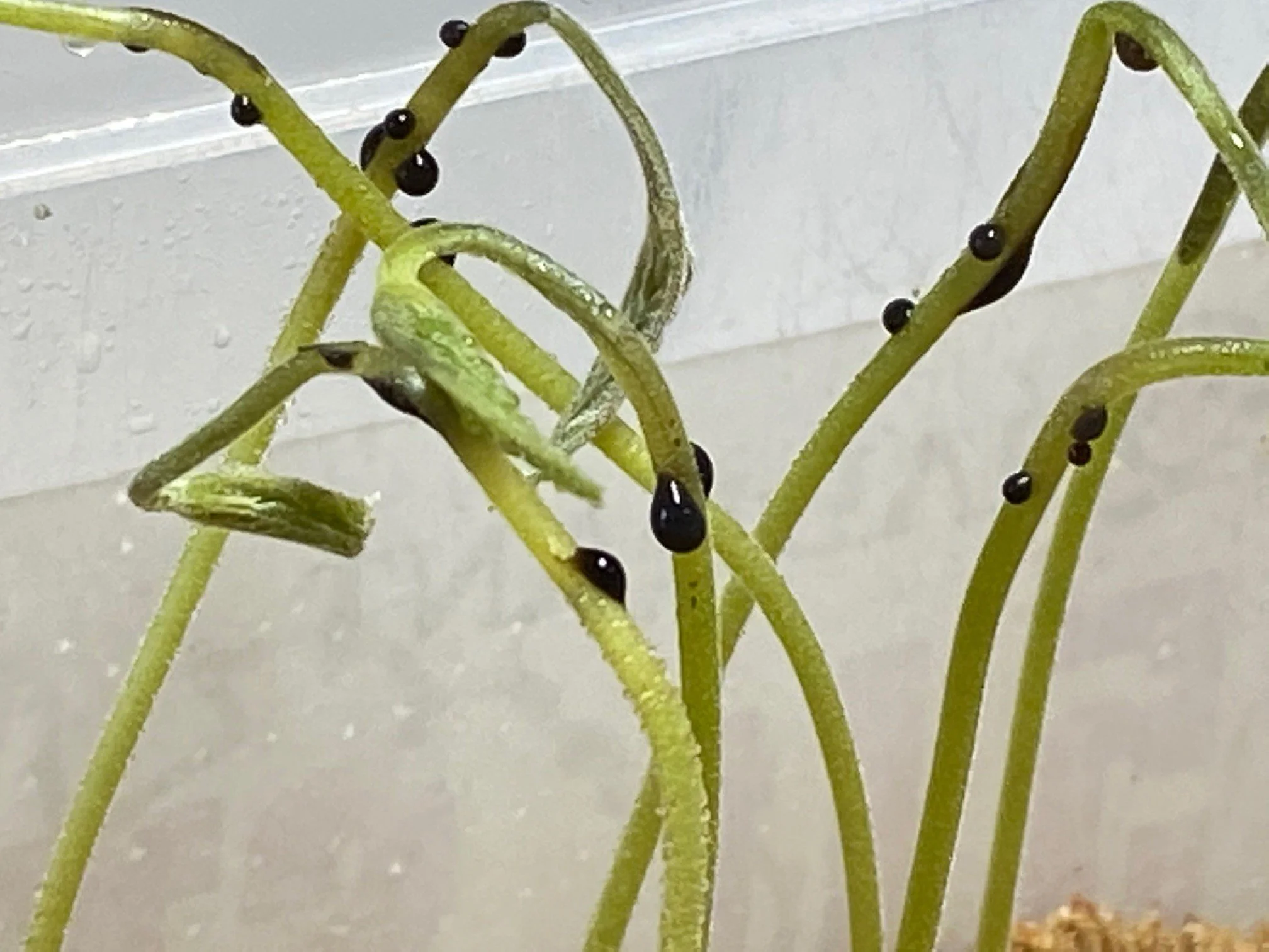 Close-up of green seed sprouts with black seed tips on a white background.
