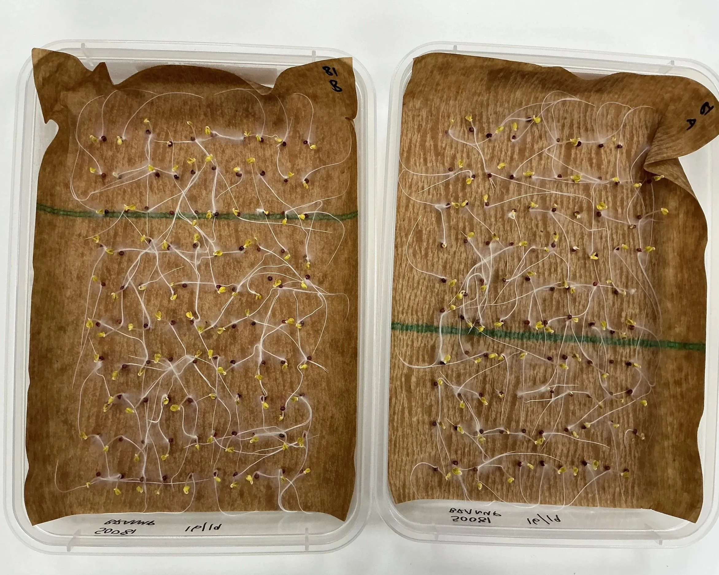 Two transparent plastic containers each with brown paper lining, containing sprouted seeds with white roots, small yellow and reddish brown seed coats, and handwritten labels indicating different planting dates.