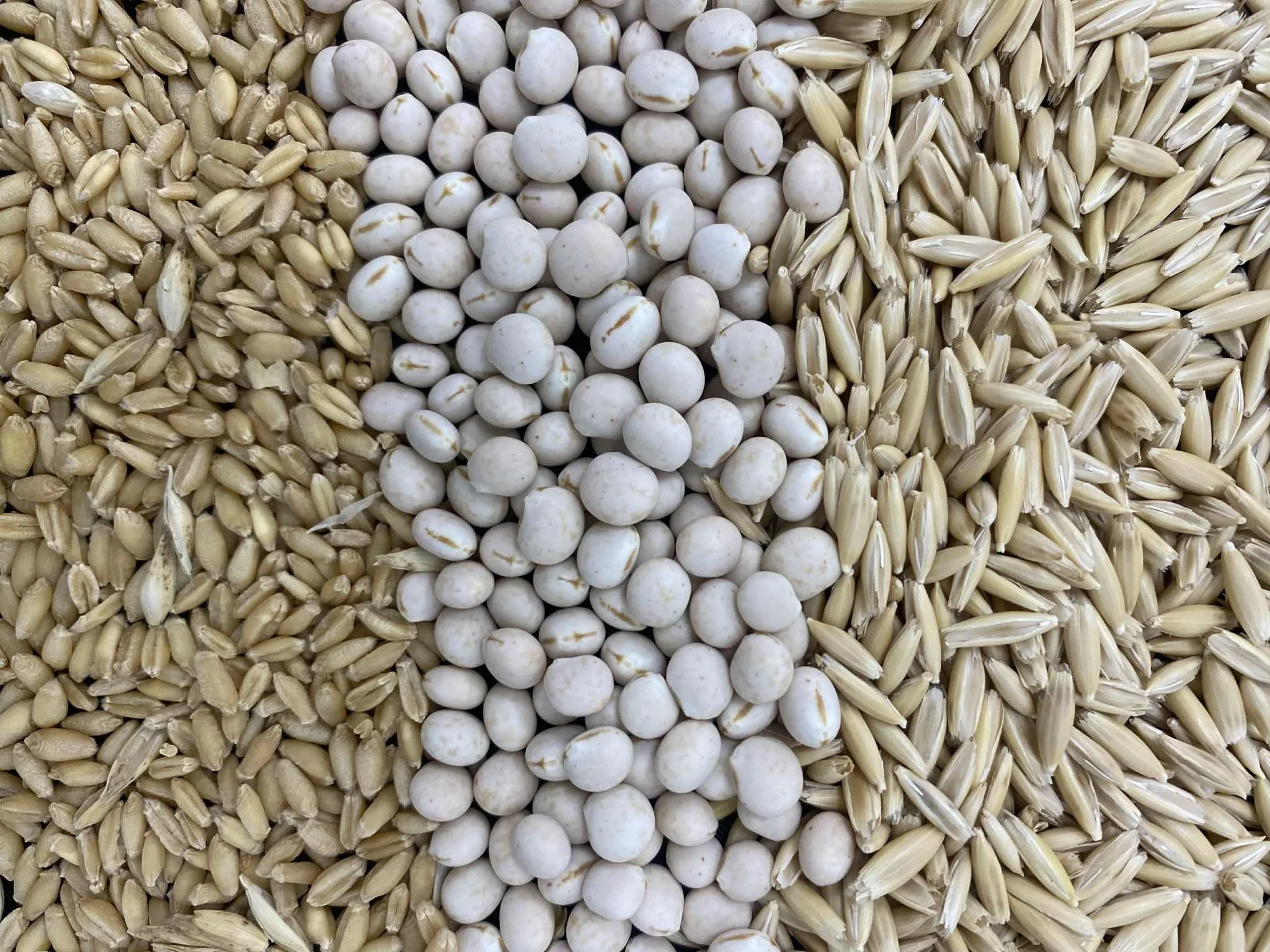 A close-up of three types of grains arranged in three vertical stripes: wheat on the left, lupins in the middle, and oat grains on the right.