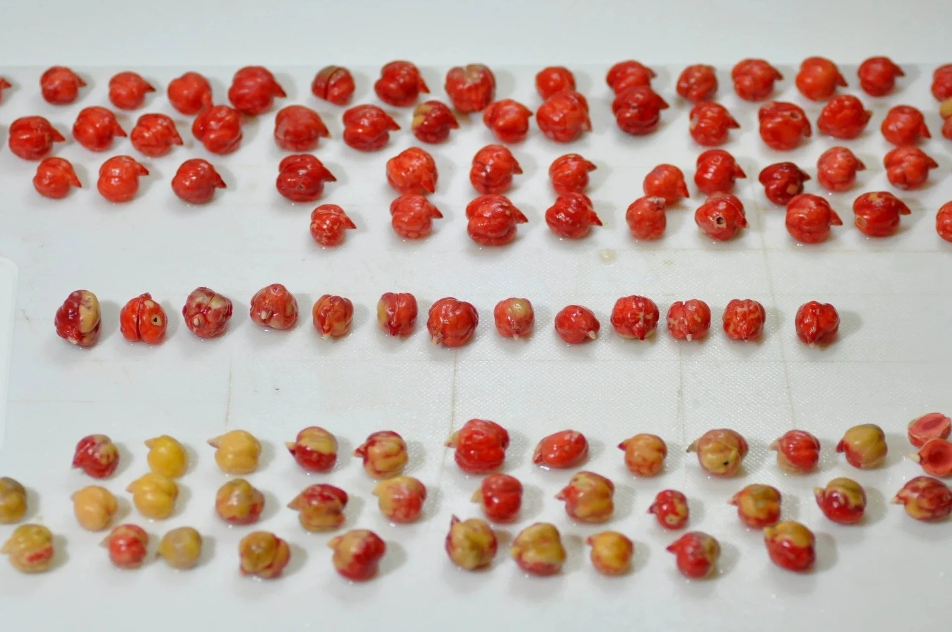 Multiple small red and yellow seeds arranged in rows on a white surface, the seeds are in the process of tetrazolium testing, different levels of red staining indicating whether the seed is viable or not.