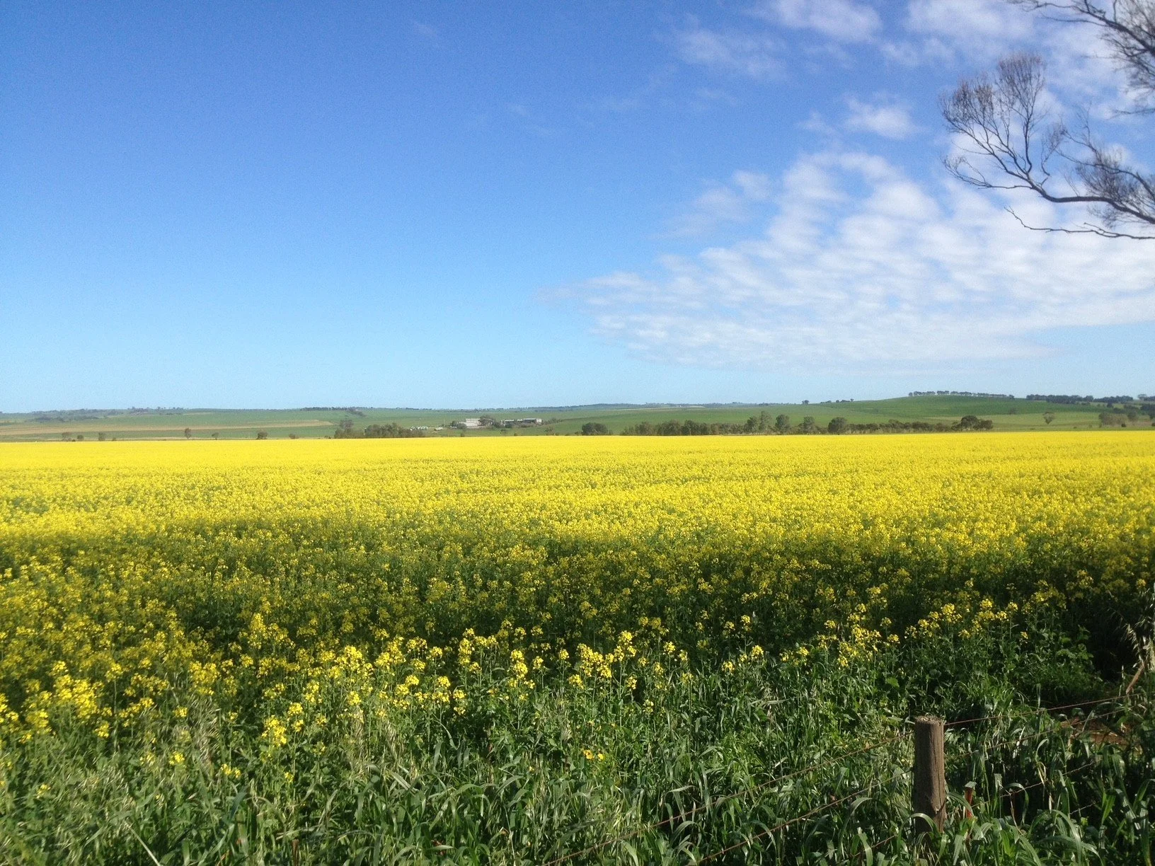 A vast yellow flower field under a partly cloudy blue sky with some trees and hills in the background.