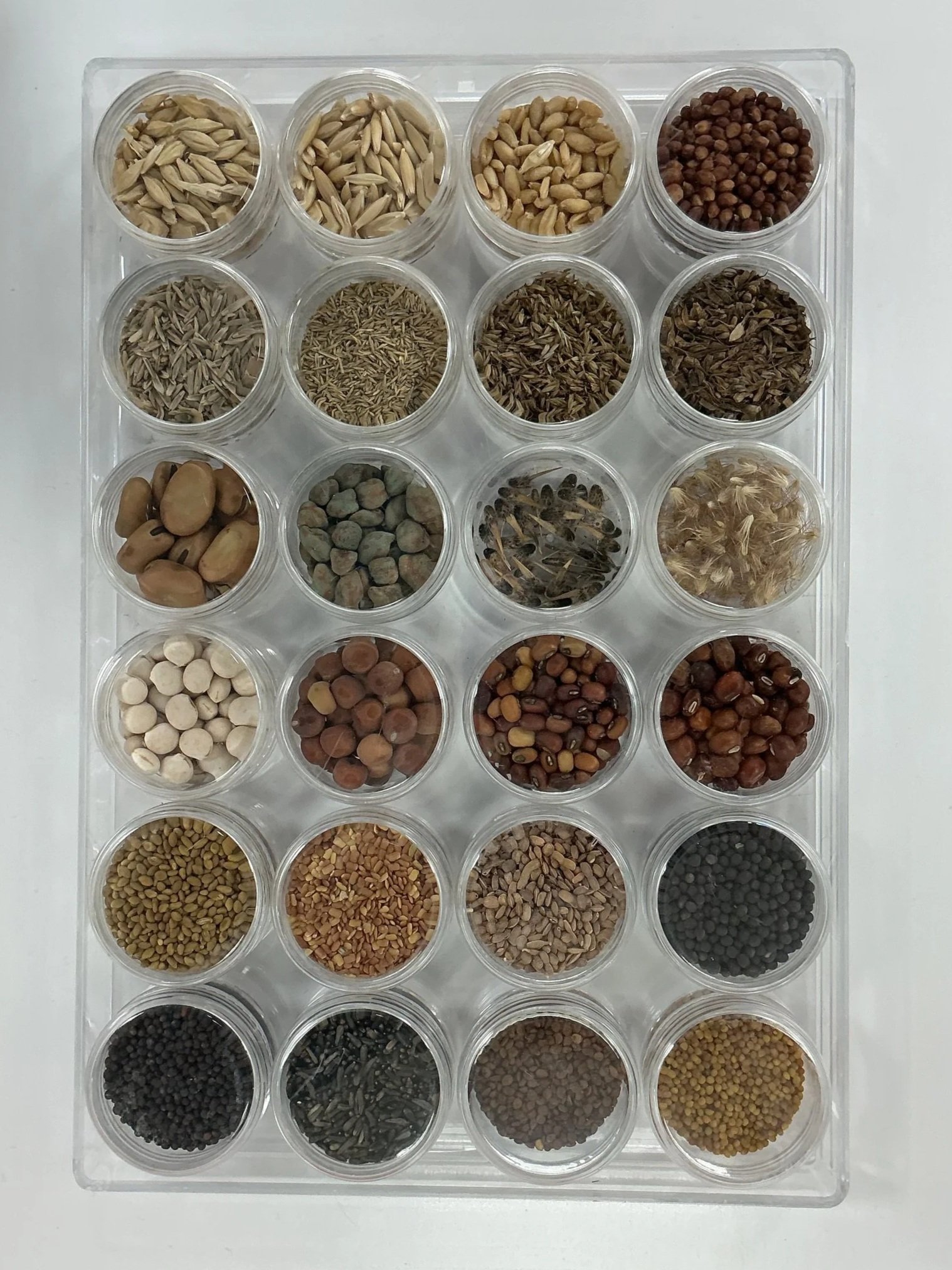 A plastic tray with 24 small round containers filled with various types of seeds, beans, and grains arranged in a 4x6 grid.