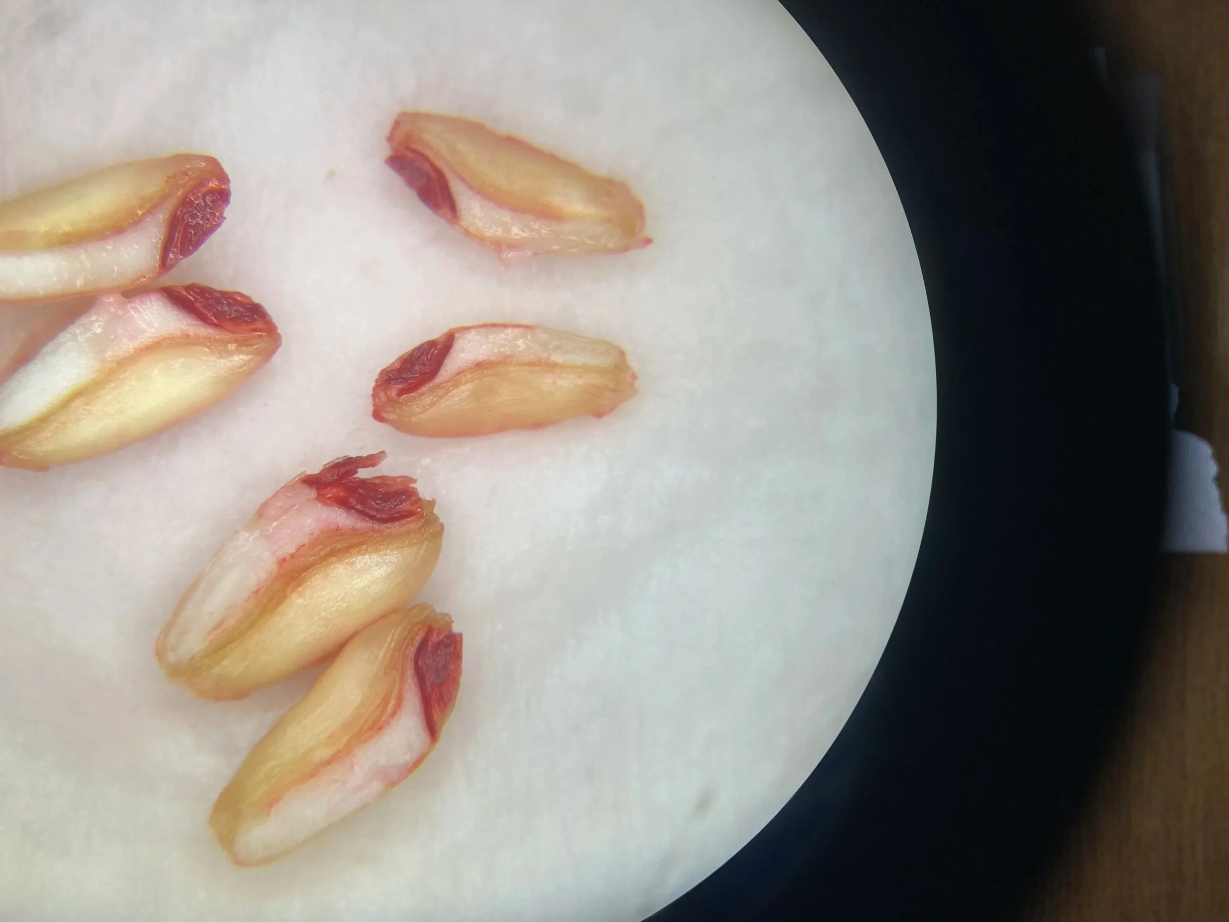 A successful tetrazolium test showing a close-up of several wheat grains cut in half to display red staining indicating that they are viable.