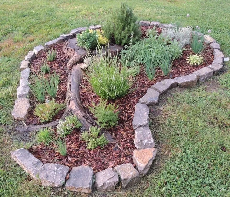 A landscaped garden bed surrounded by large rocks, containing various green plants and shrubs, with a piece of driftwood in the center.