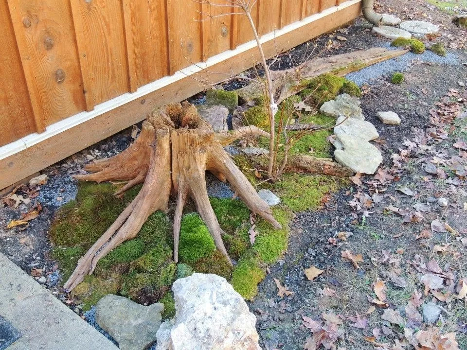 A garden bed with moss, rocks, and a tree stump with roots, next to a wooden fence.