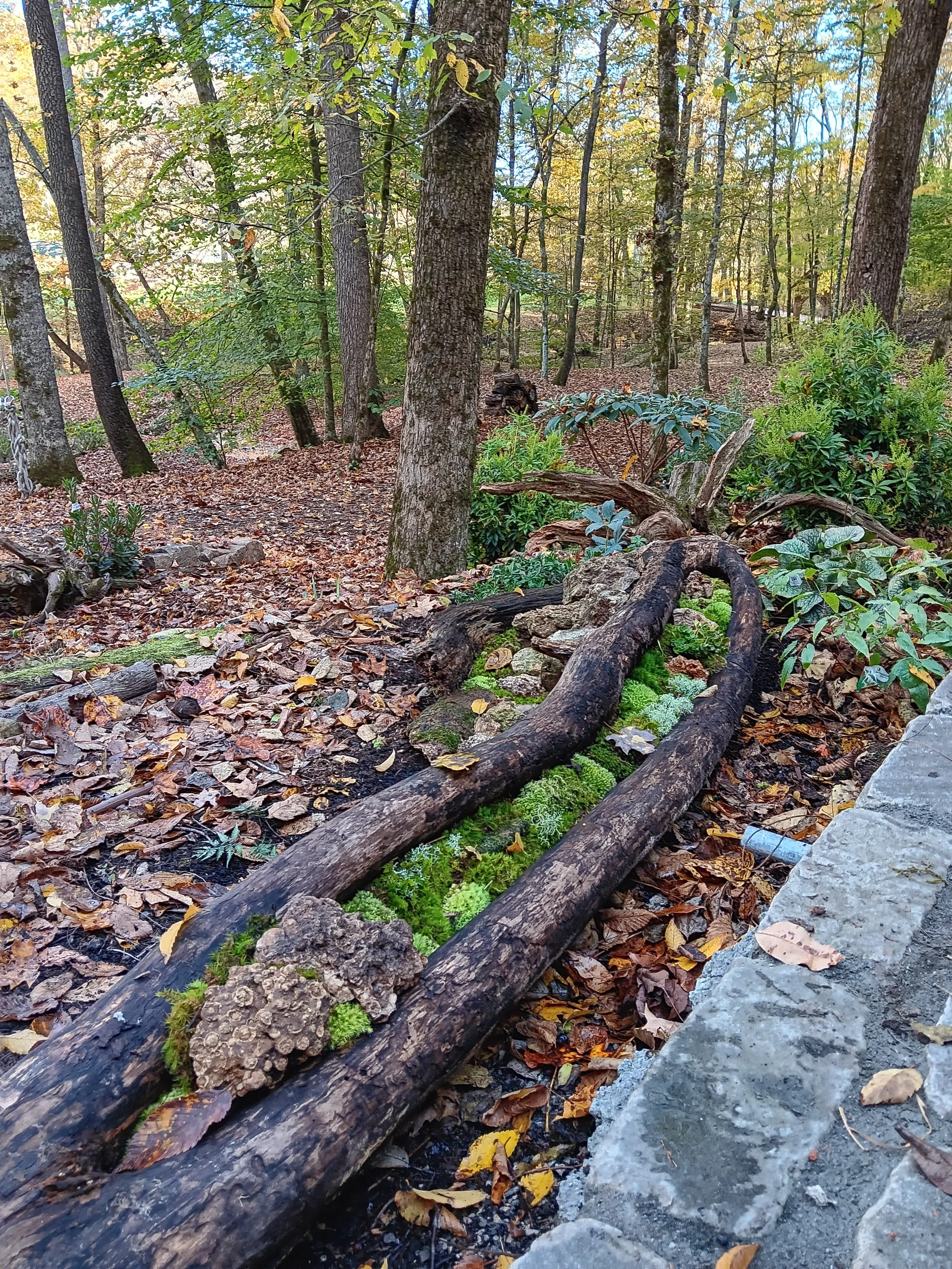 Fallen logs on a forest floor surrounded by leaves and small plants, with trees in the background and sunlight filtering through the foliage.