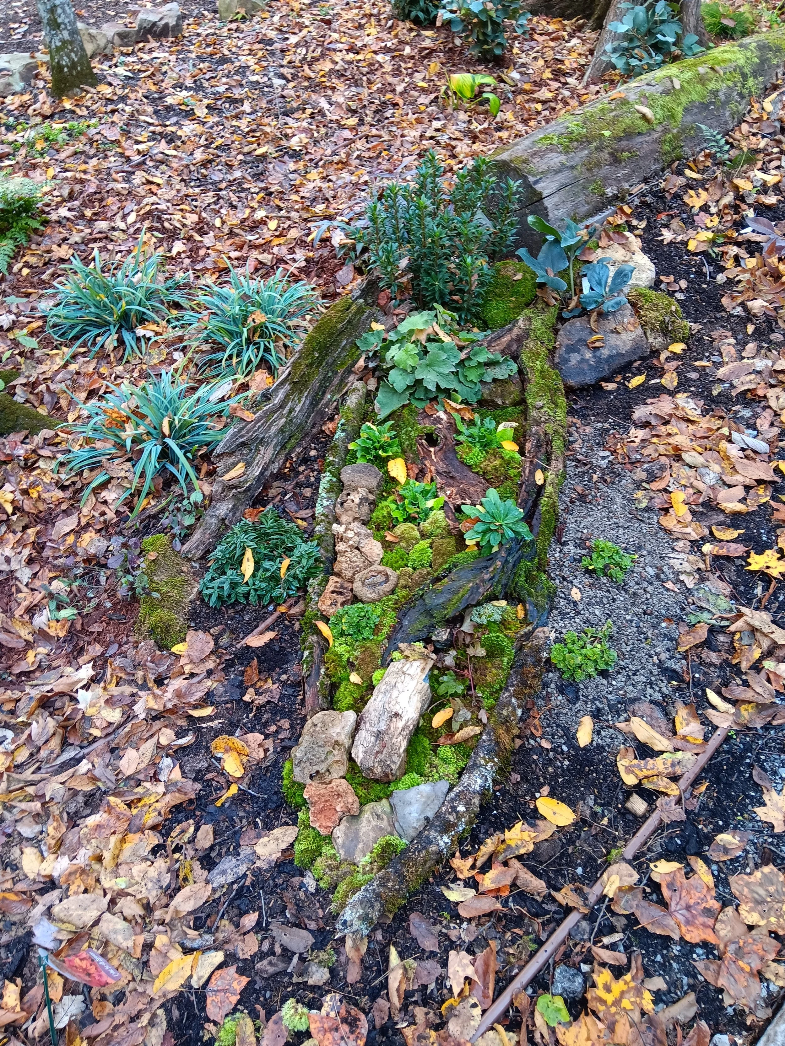 A garden bed with various plants and moss, surrounded by fallen autumn leaves and small rocks.