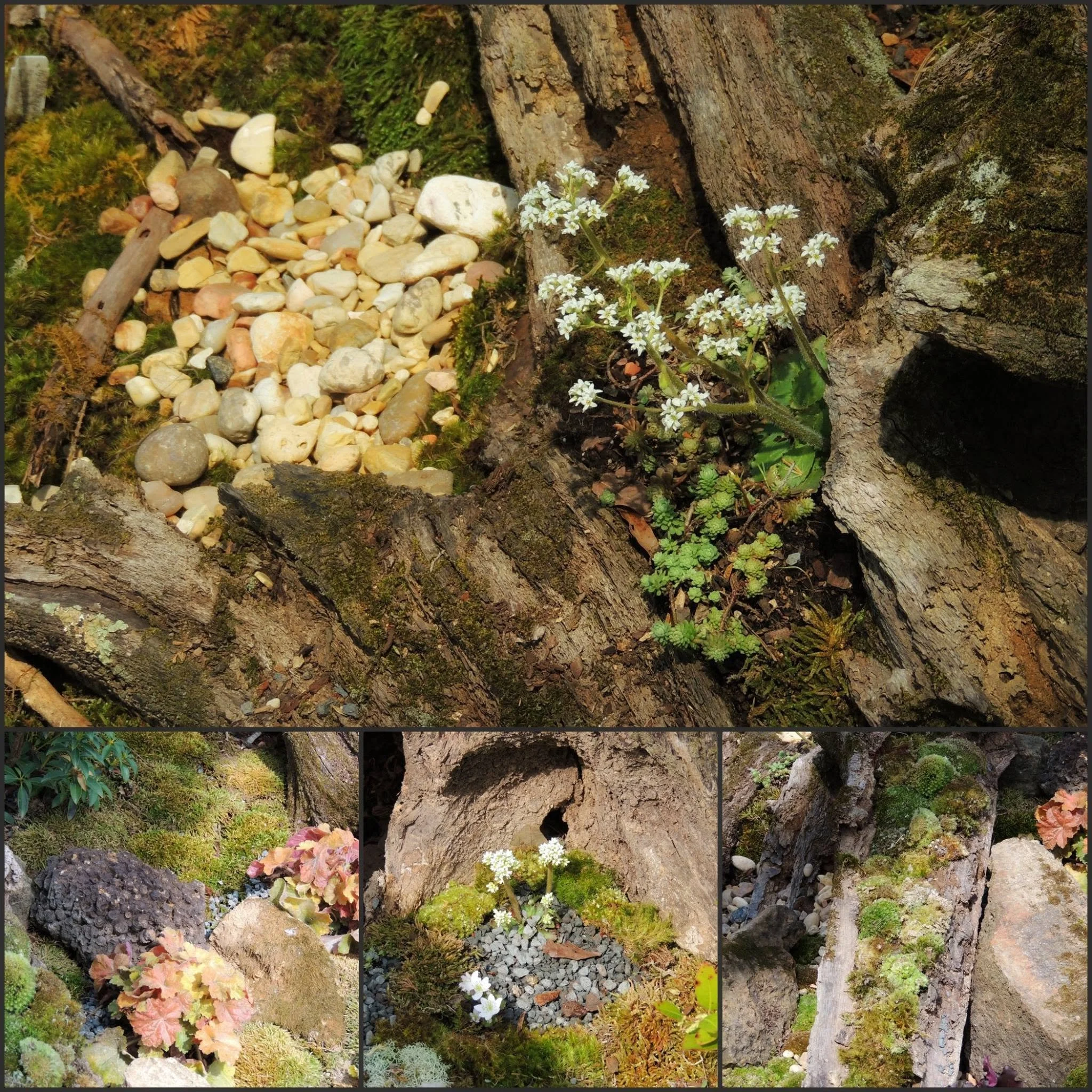 Close-up image of a tree trunk with moss, small white flowers, and various rocks and plants at the base.