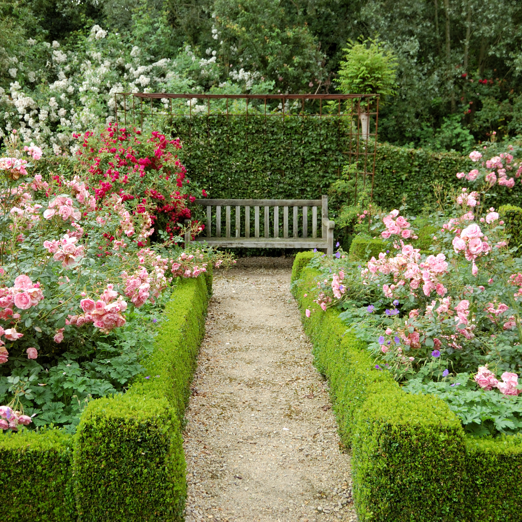 A garden scene with a gravel pathway, surrounded by pink and white roses, green hedges, and trees. There is a white bench along the path and a metal trellis in the background.