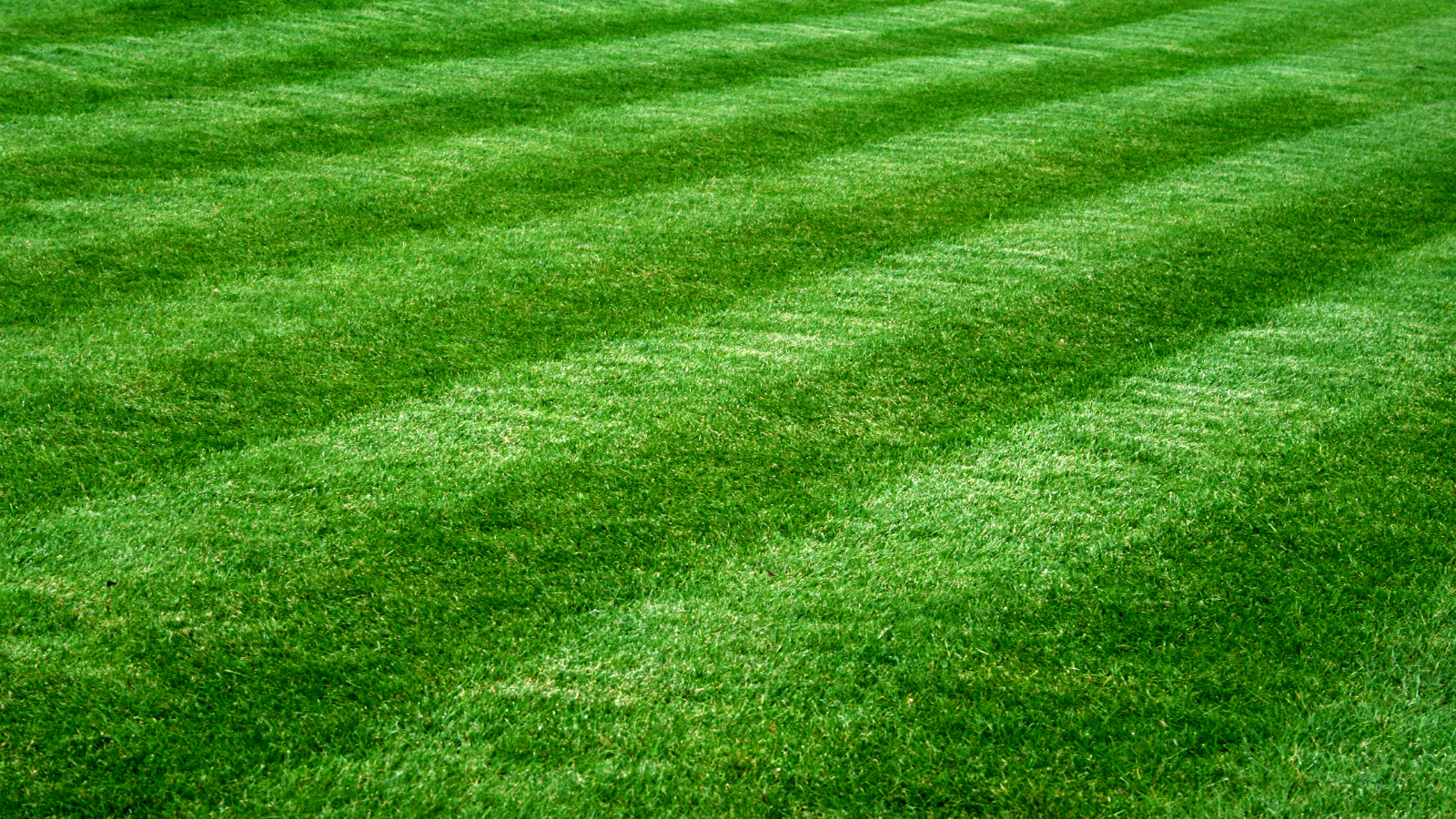 Close-up view of a well-maintained, striped green grass lawn.