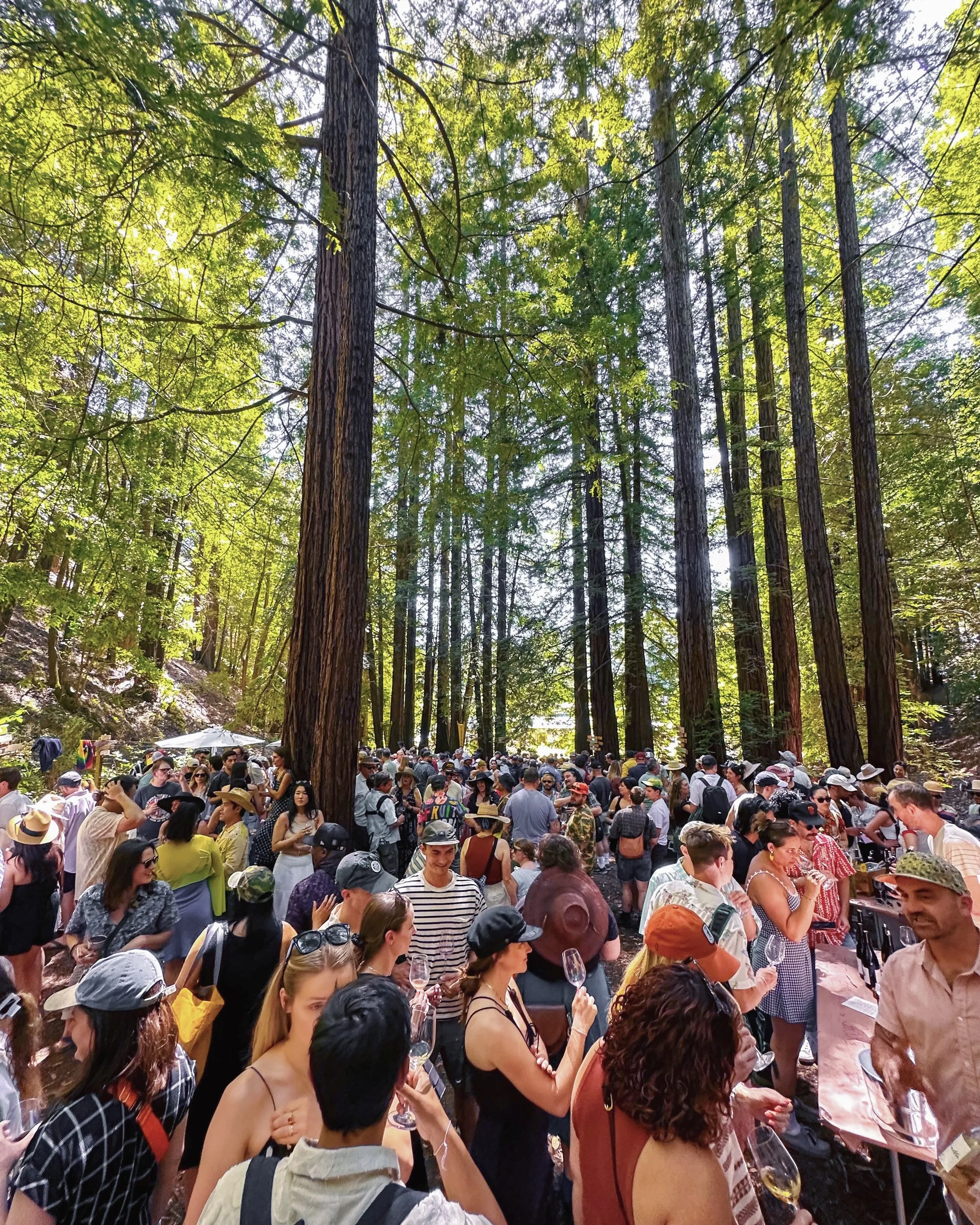 bigwestwinefestforest.jpg