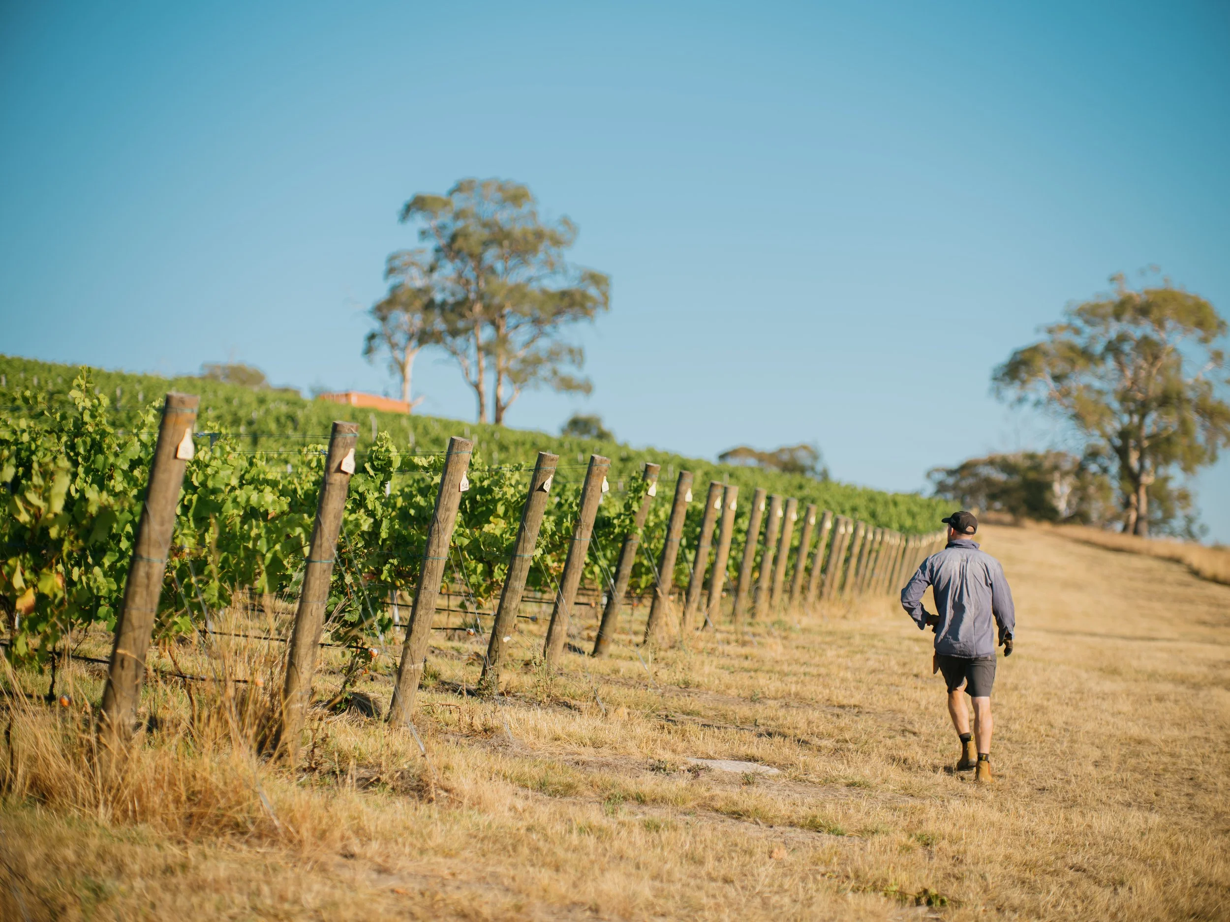 The owner, Paul, walking through the vineyard on a sunny day, with rows of grapevines on his left and tall trees in the background under a clear blue sky.