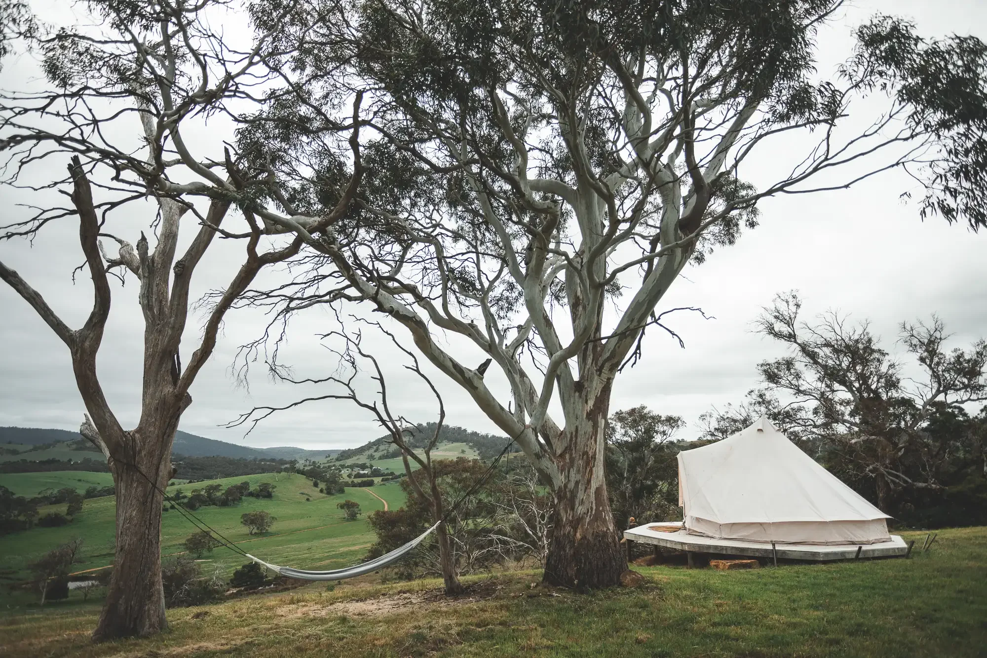 A large eucalyptus tree with twisted branches in a green landscape under an overcast sky, with a white domed tent nearby.
