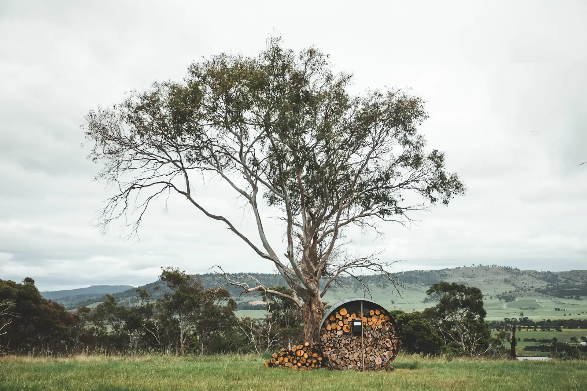 A gumtree stands in a grassy field with rolling hills and a cloudy sky in the background. To the right of the tree, there is a neatly stacked circle of cut logs.