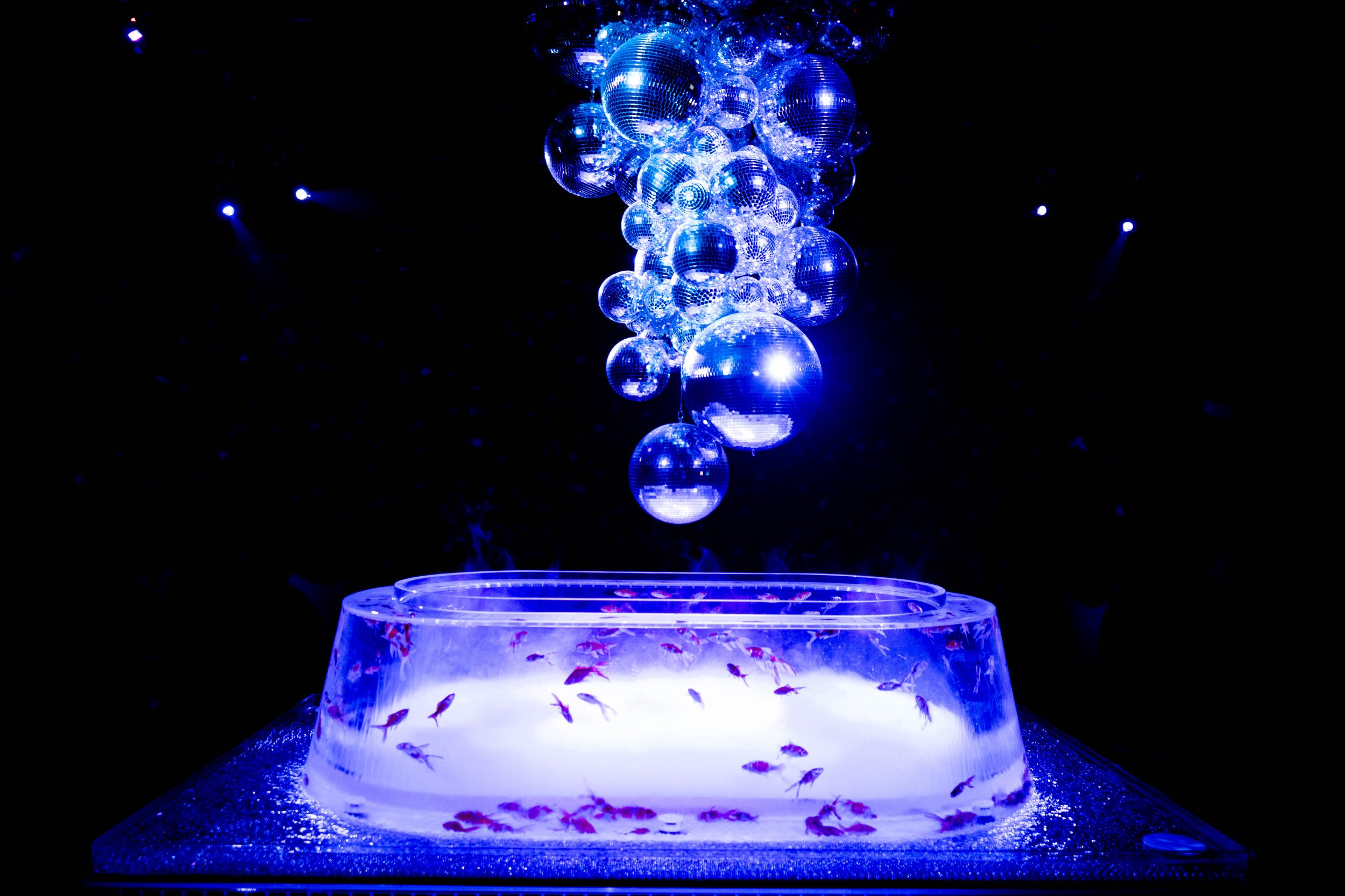 15_discofish_RF.jpg
