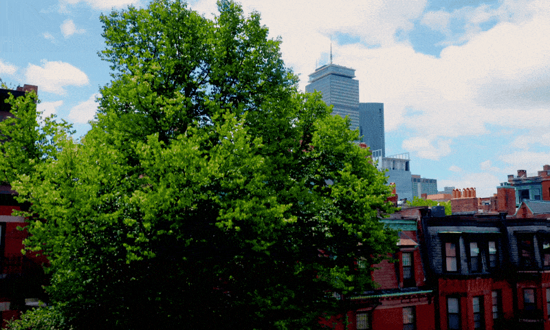 Green leafy tree in front of red brick buildings with a skyline in the background under a partly cloudy sky