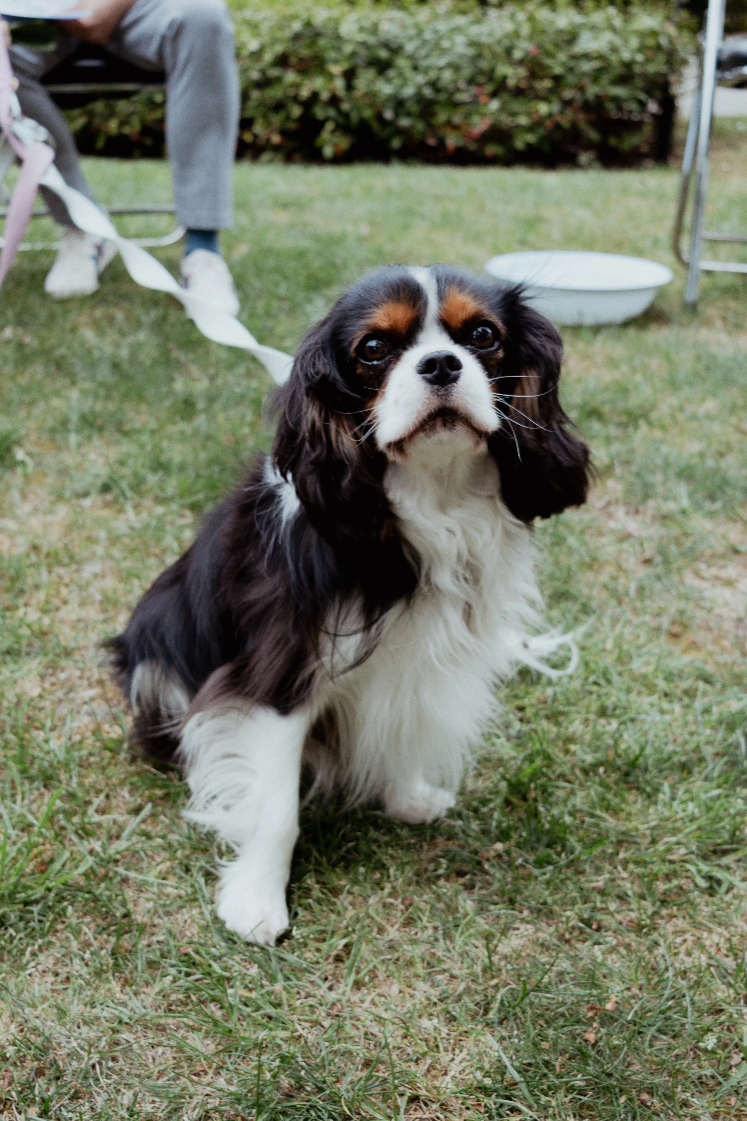 A black, white, and brown Cavalier King Charles Spaniel dog walking on grass with a person's legs and a white bowl in the background.