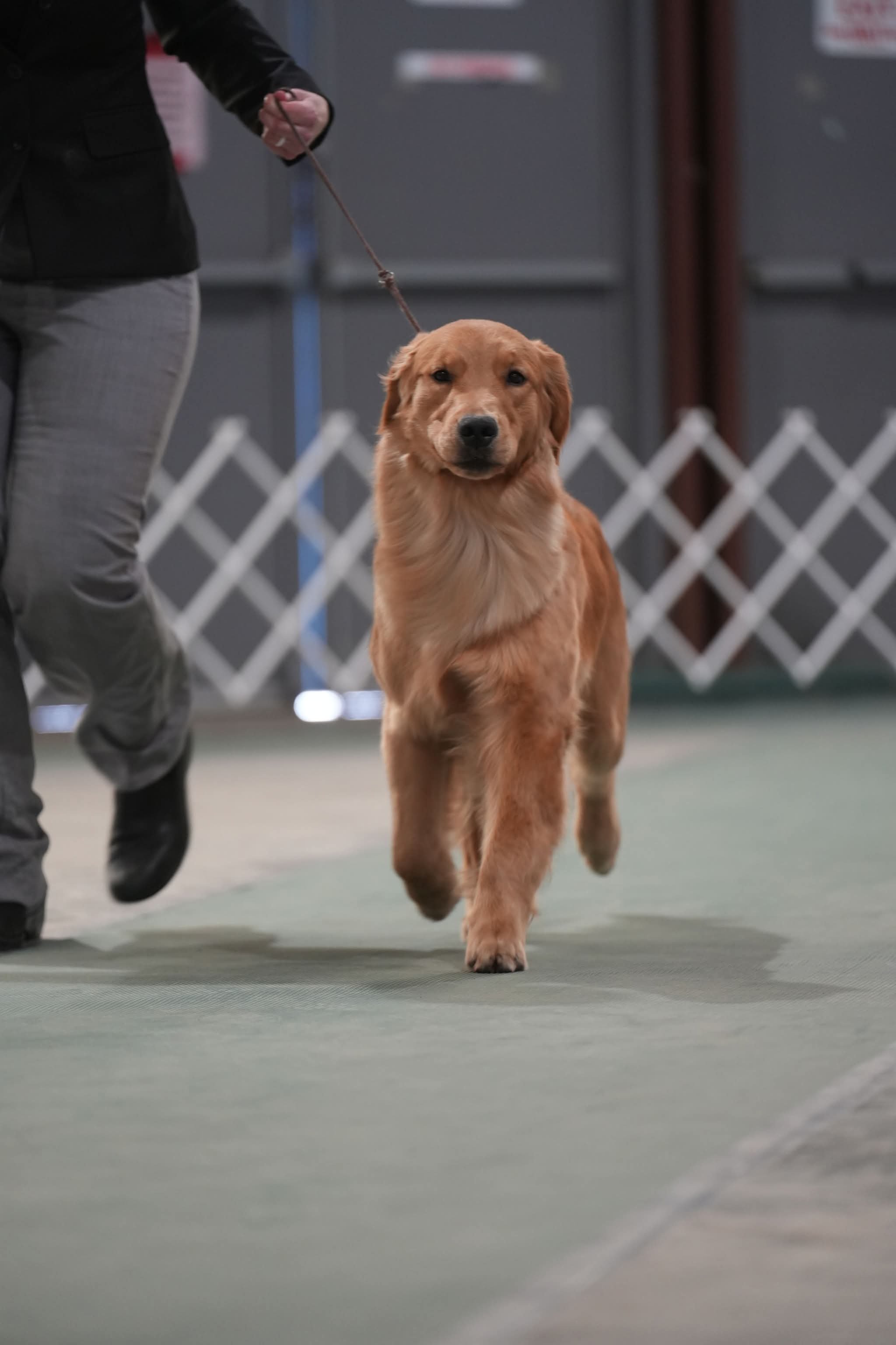 A golden retriever walking on a leash in an indoor dog show or training facility.