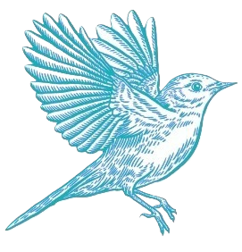 Illustration of a bluebird with its wings spread, shown in light blue outline.