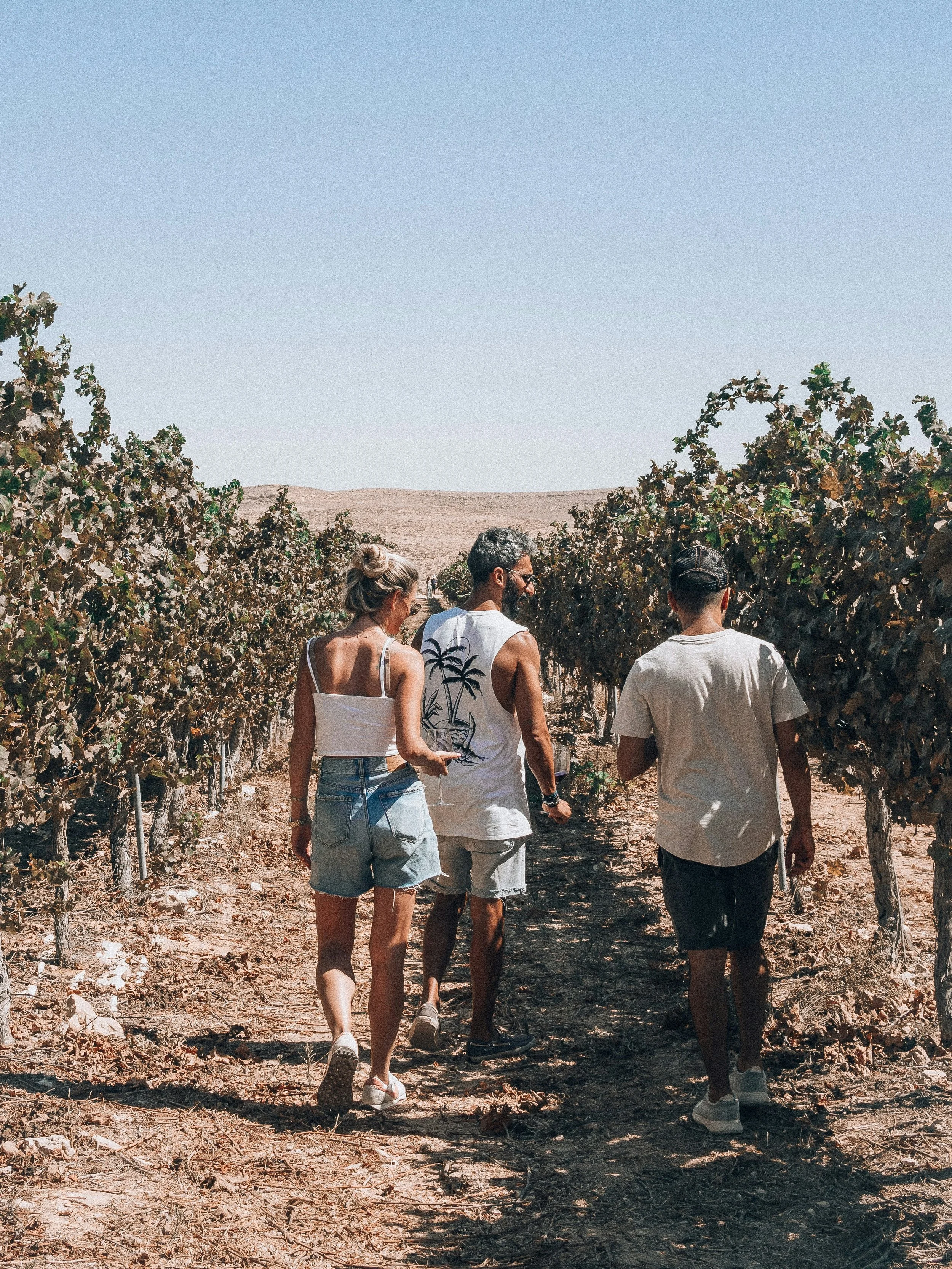 Four people walking through a vineyard on a sunny day with clear blue sky, some hills visible in the background.