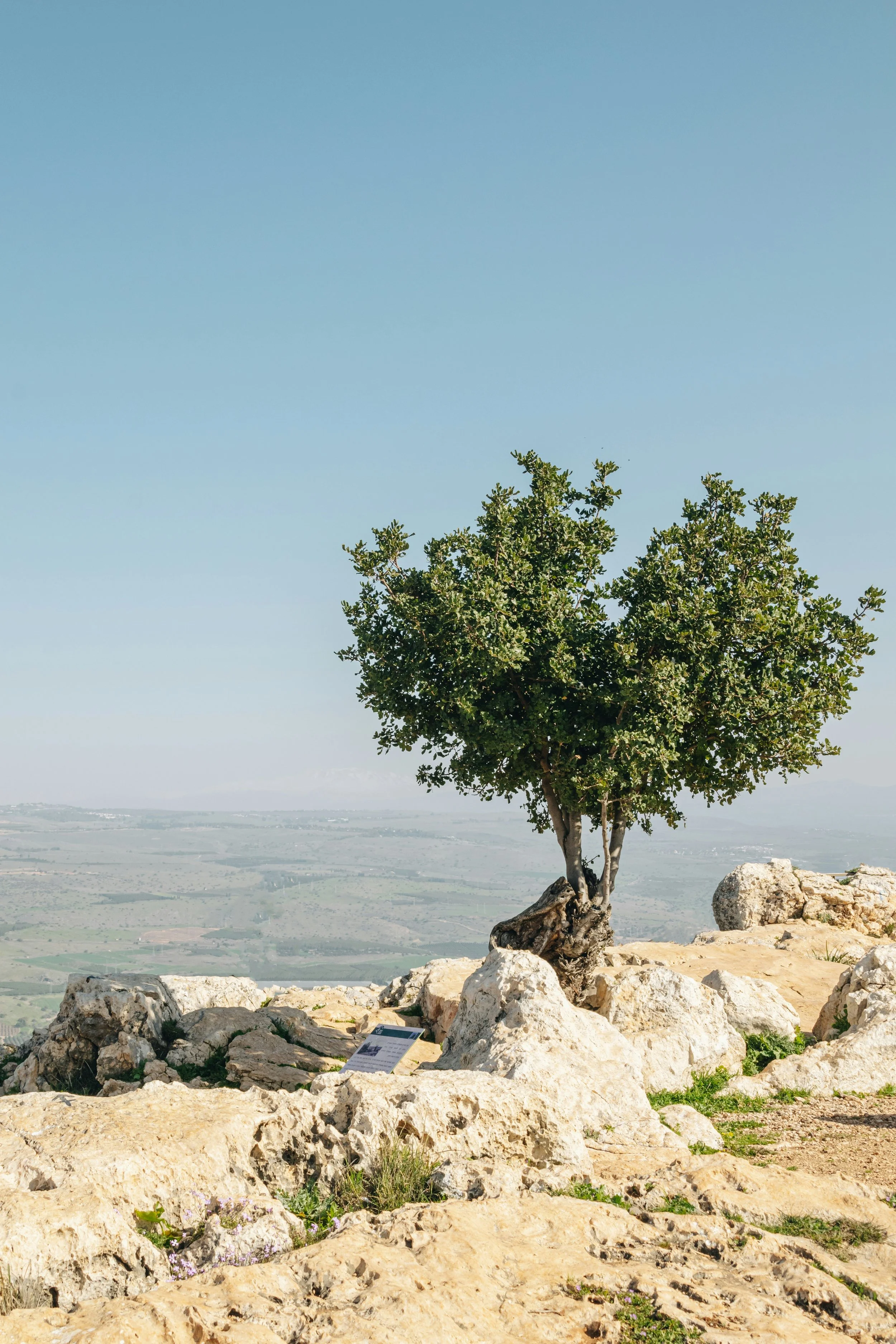 A solitary tree growing on rocky hillside terrain in Israel, with sweeping valley and mountain views, on a Holyland Horizons private journey