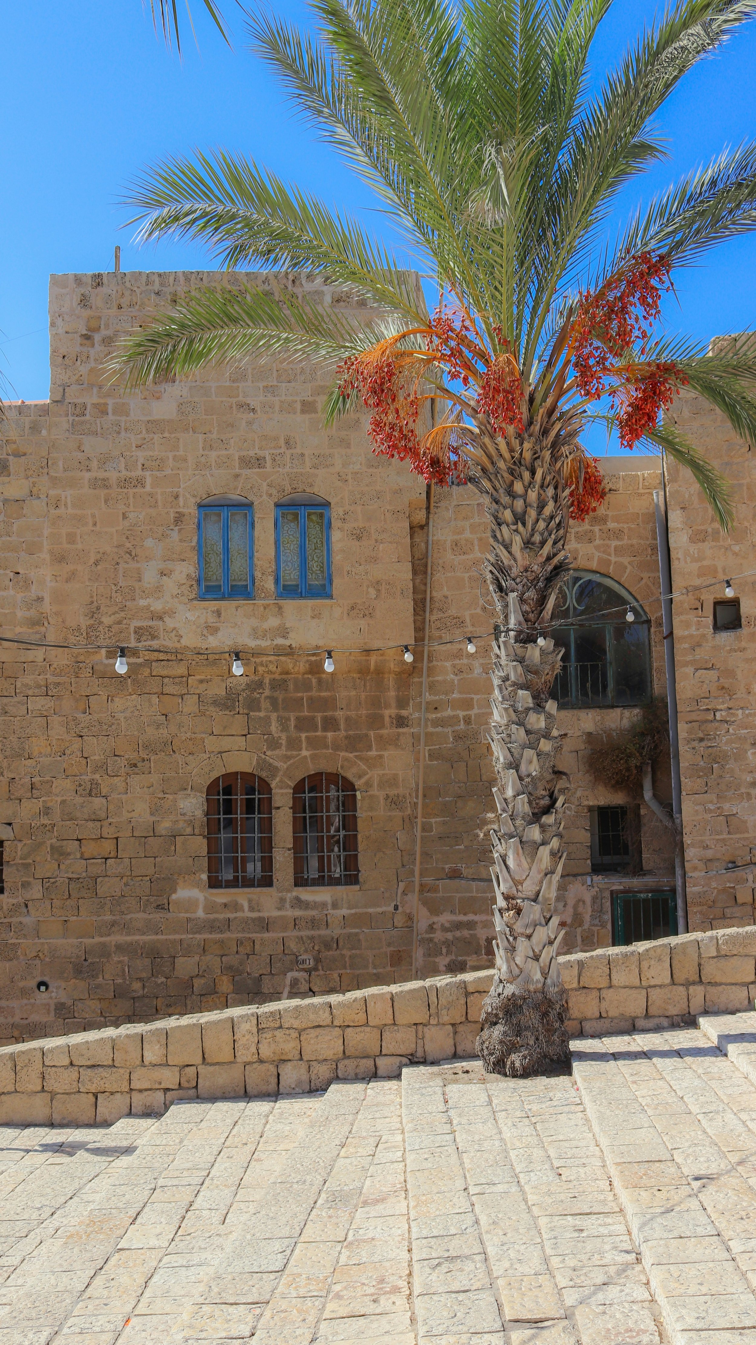 A tall palm tree with red flowers growing on the trunk stands in front of an old beige stone building with arched and rectangular windows, under a bright blue sky, with a string of outdoor lights hanging across the scene.