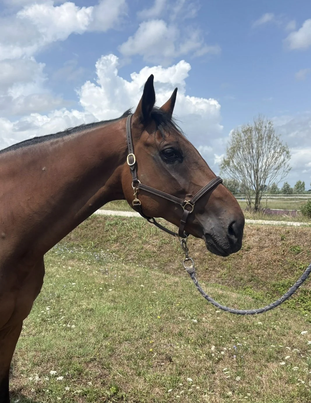 Cavallo baio con capezza in un campo con cielo nuvoloso.