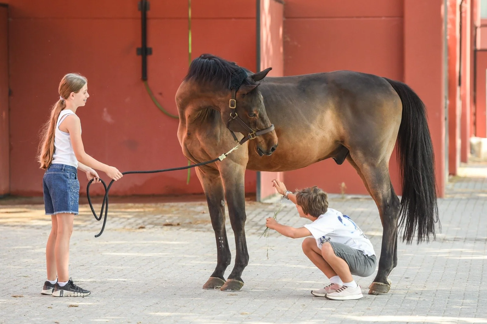 Due bambini, una ragazza e un ragazzo, stanno interagendo con un cavallo in un cortile. La ragazza tiene il cavallo con la corda mentre il ragazzo si inginocchia davanti al cavallo e gli porge un pugno di fieno.