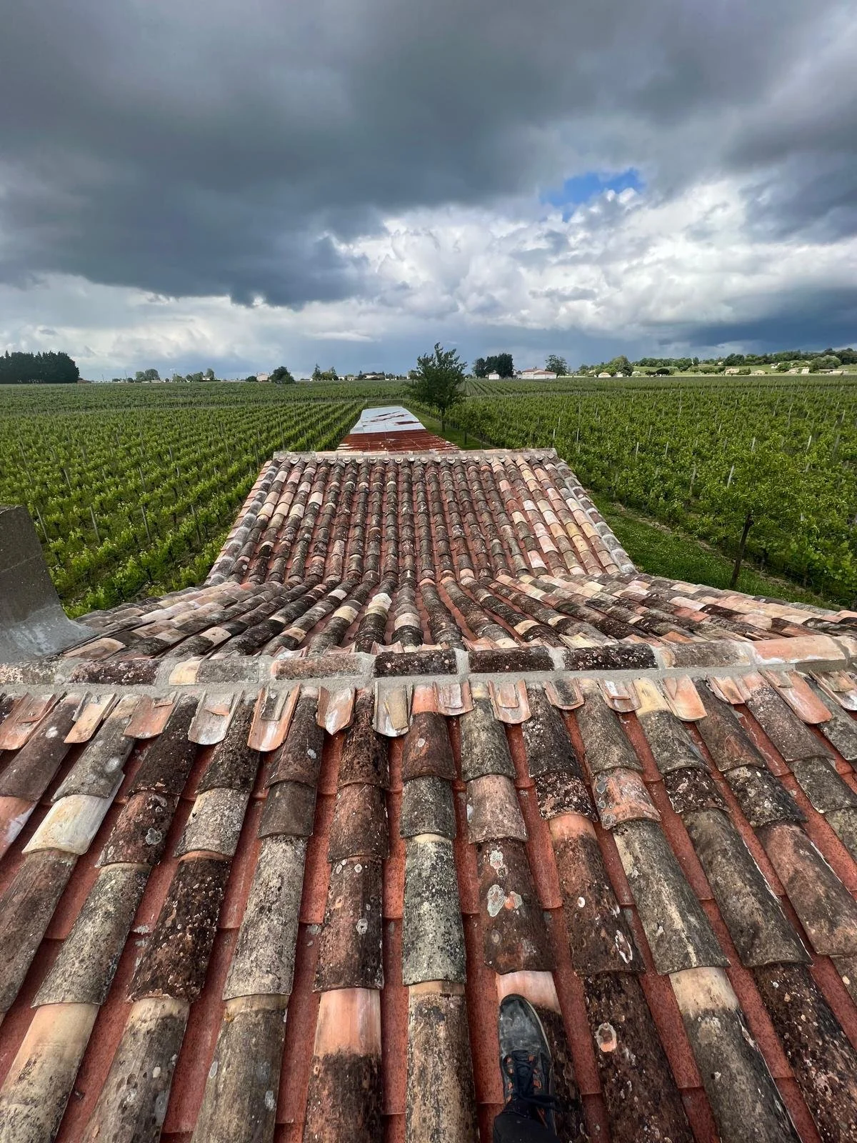 Vue d'une toiture en tuiles anciennes avec un champ de vignes s'étendant à perte de vue sous un ciel nuageux.
