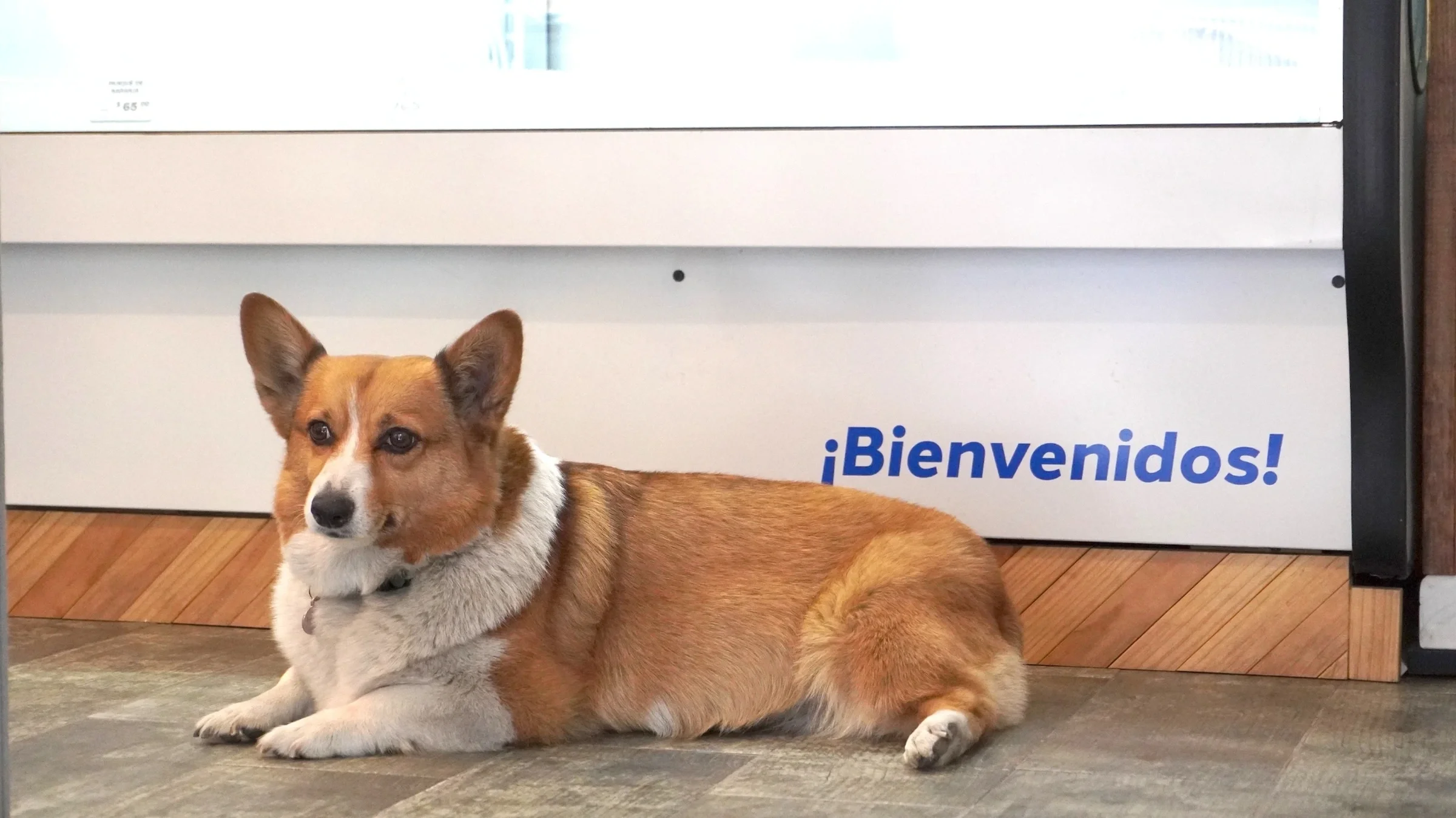 Pet Care Coordination in Los Cabos: A Practical Plan for Second-Home Owners