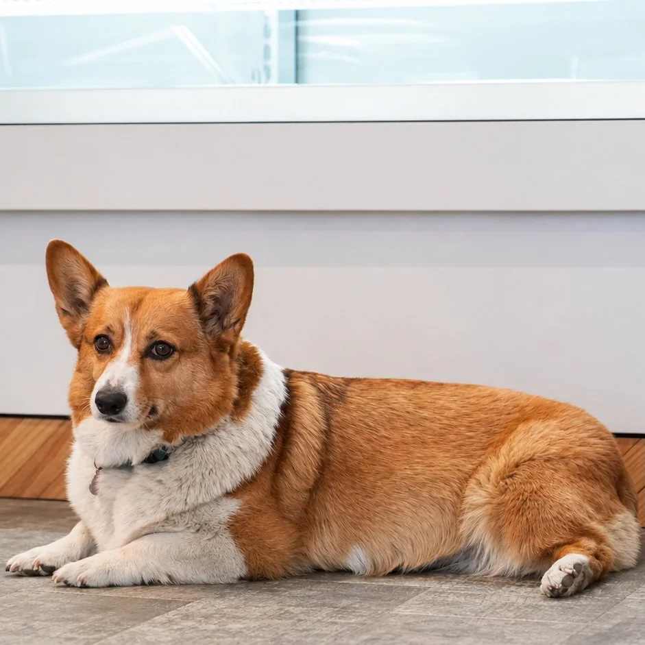 Pembroke Welsh Corgi resting inside a private residence as part of Private Living’s pet care support