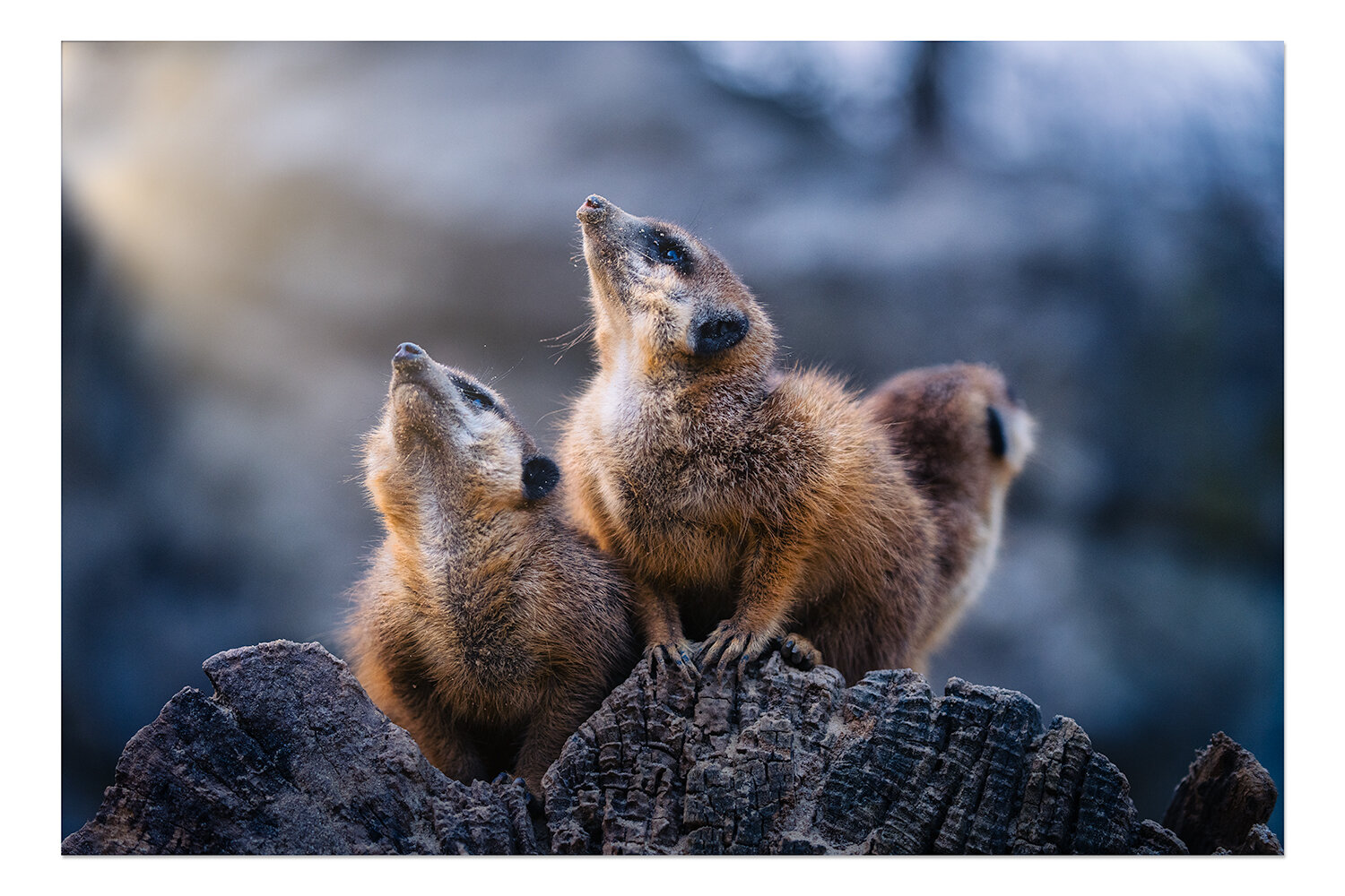 Erdmännchen der Sony Alpha Days