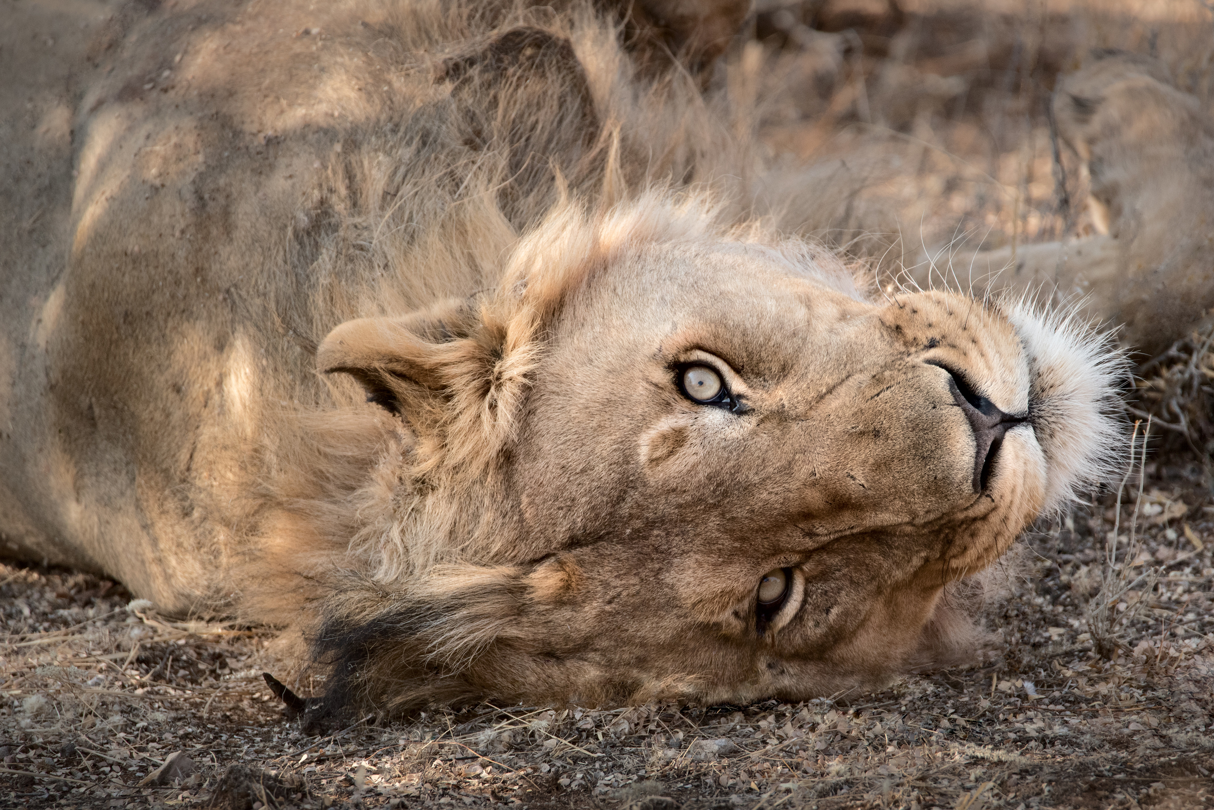 Gruß aus  NAMIBIA