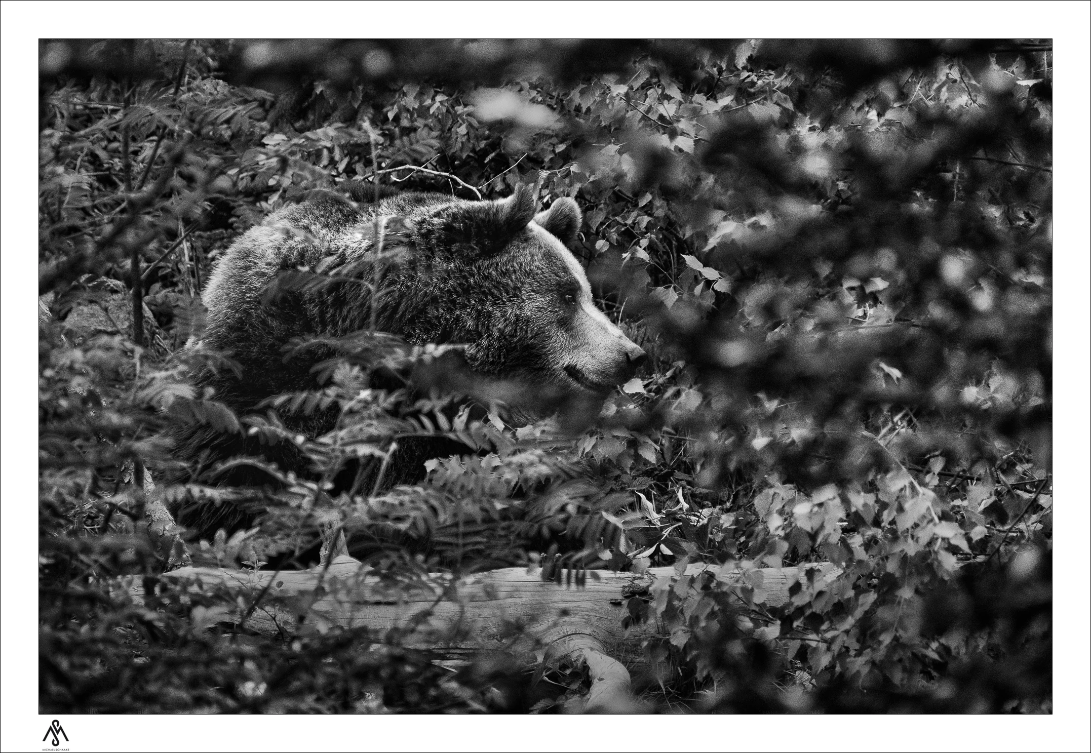 Still hiding...