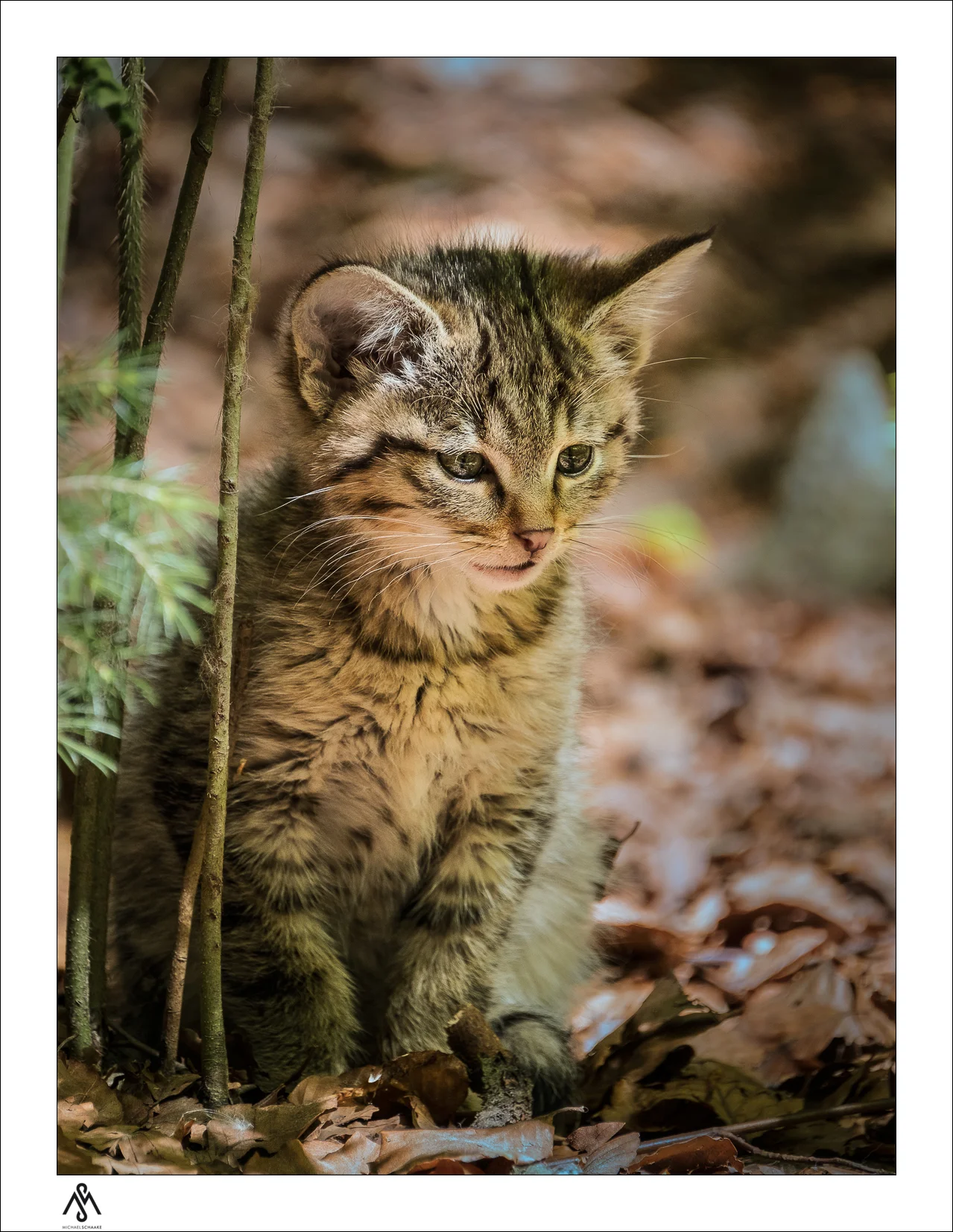 small wildcat