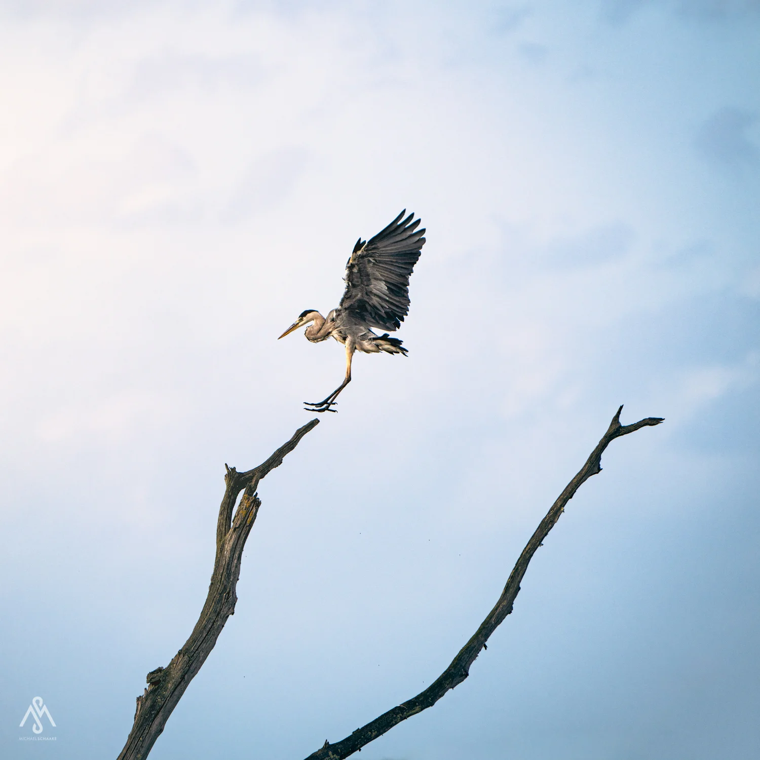 Vogelfotografie im Naturreservat "Le Teich" in Frankreich