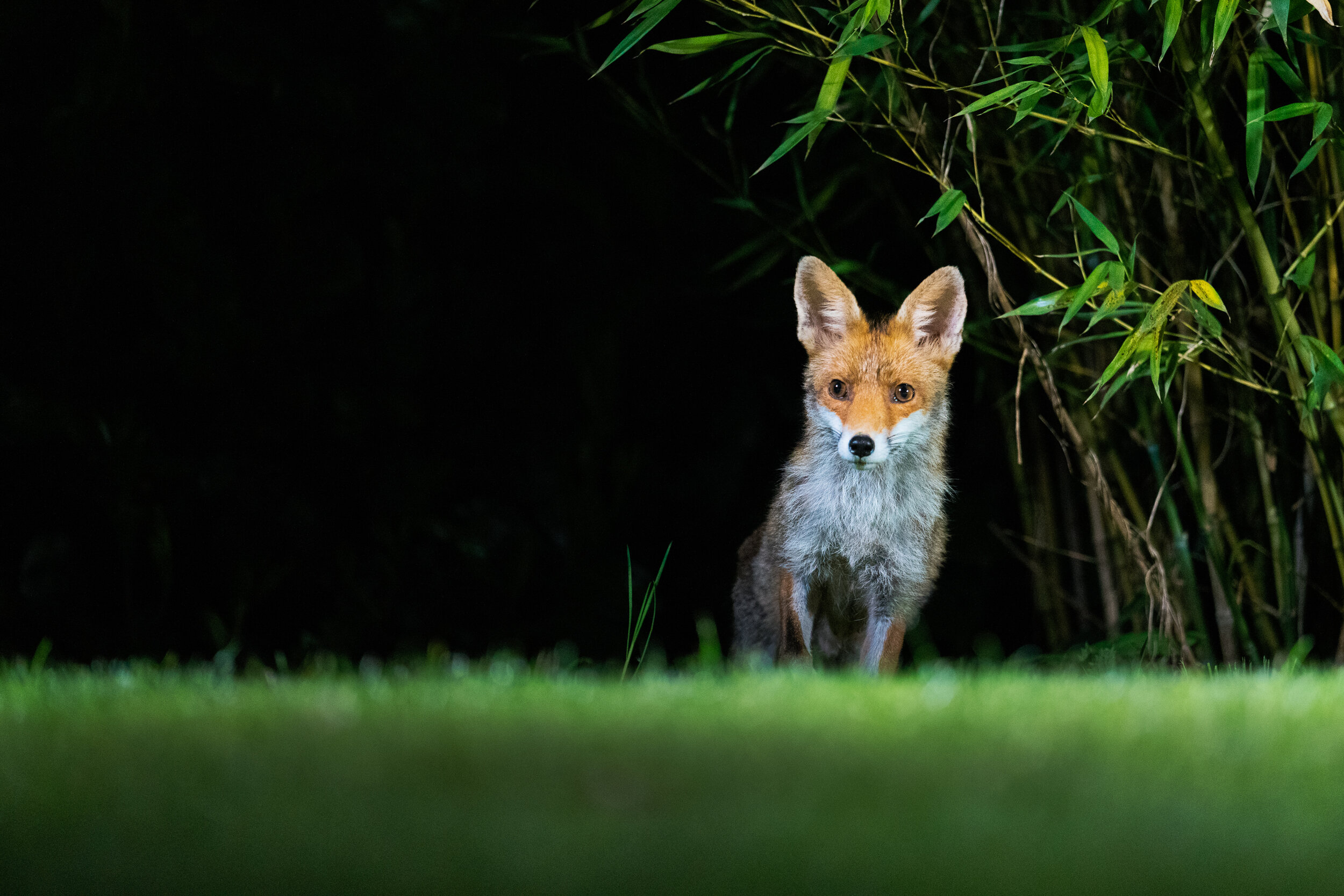 How to photograph Fox and Badger at night in your garden