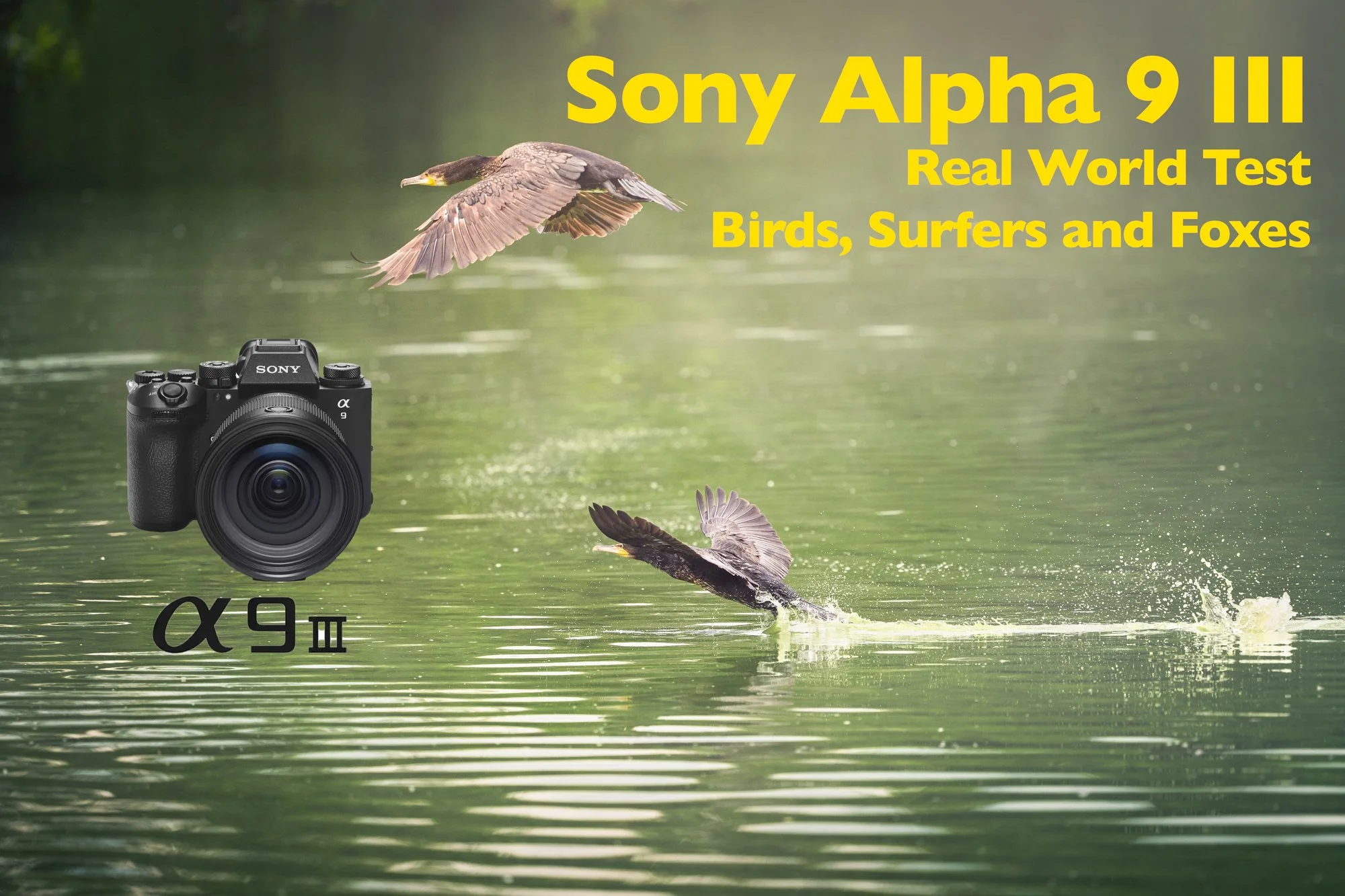 Sony Alpha A9 III - 4 weeks real world usage