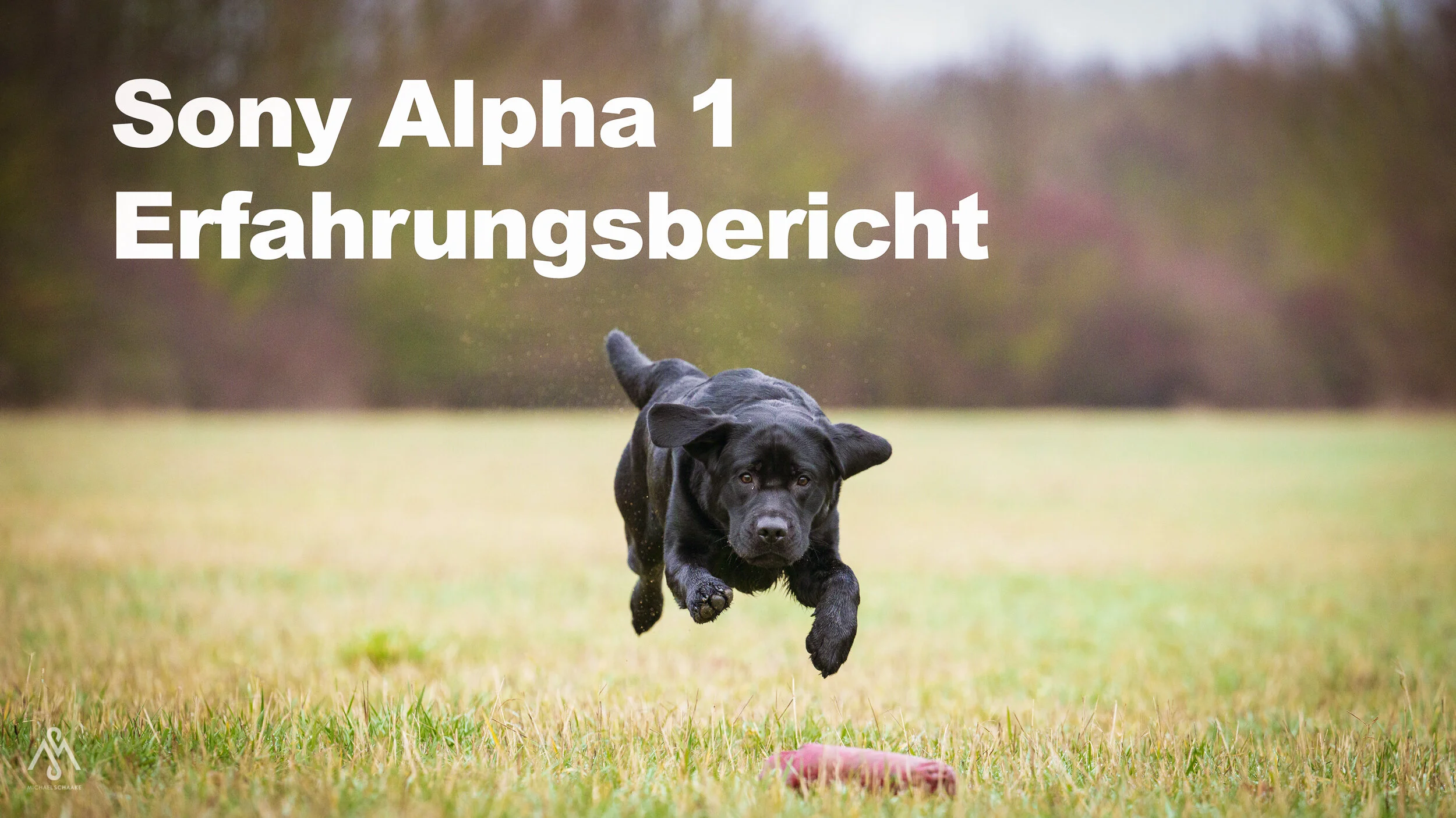 Erfahrungsbericht | SONY ALPHA 1