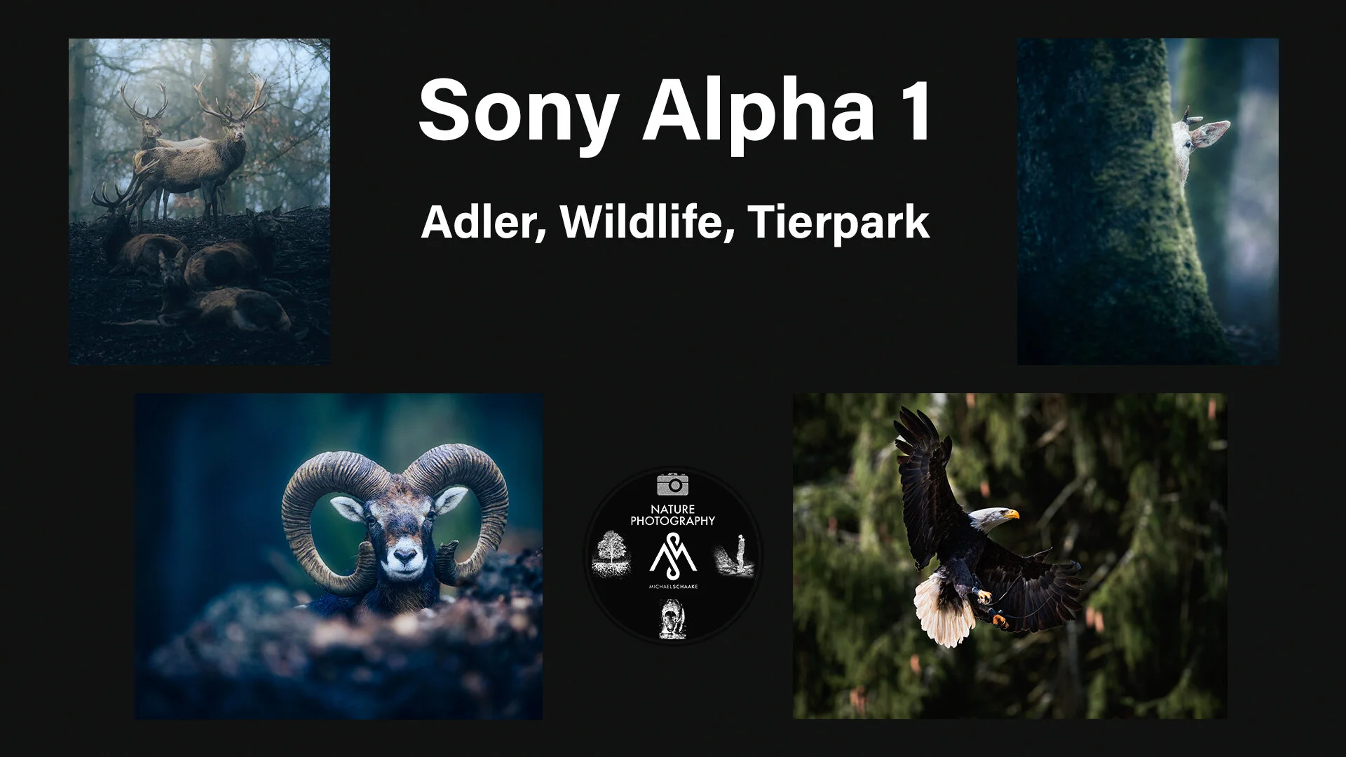 SONY ALPHA 1 - EINSATZ | Adler, Wildlife, Tierpark