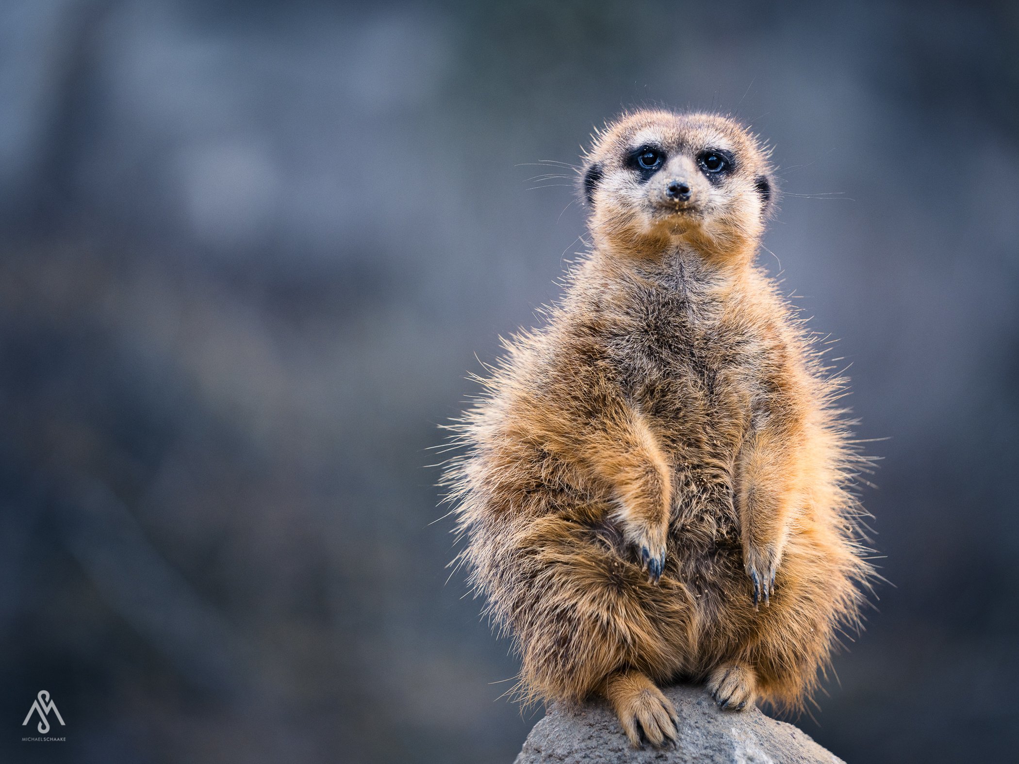 THE MEERKAT INVASION | Sony Alpha 1