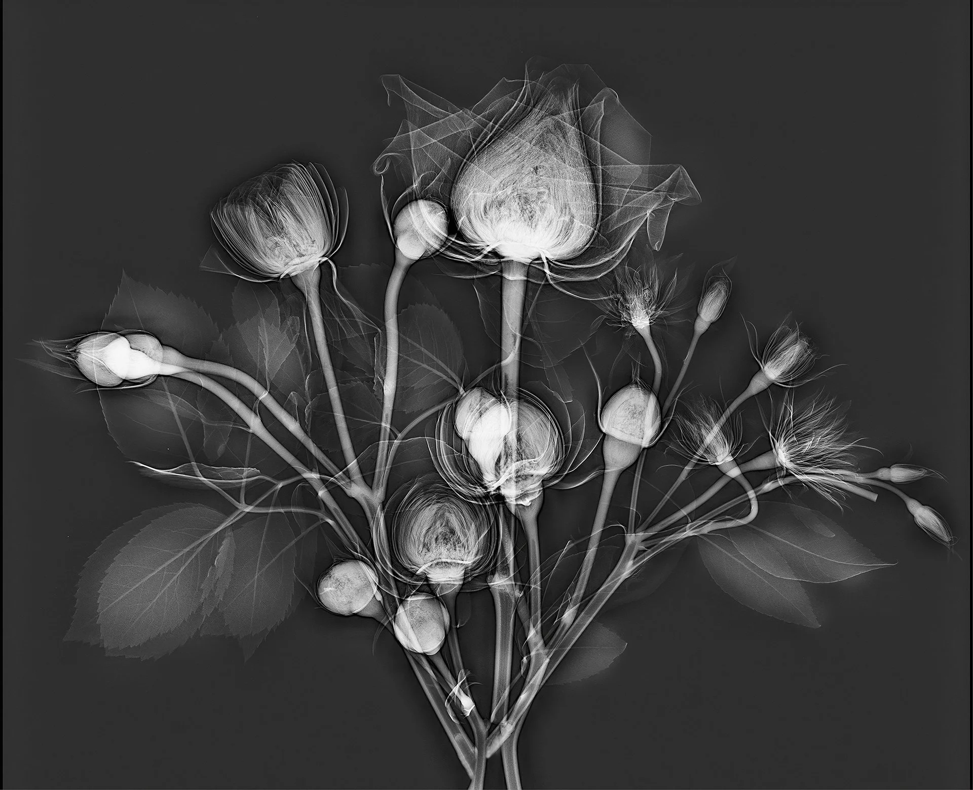 Black and white X-ray image of a bouquet of flowers including roses and other flowers with leaves and stems.