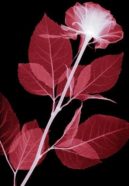 A plant with red leaves and a white flower against a black background, shown in an inverted color effect.