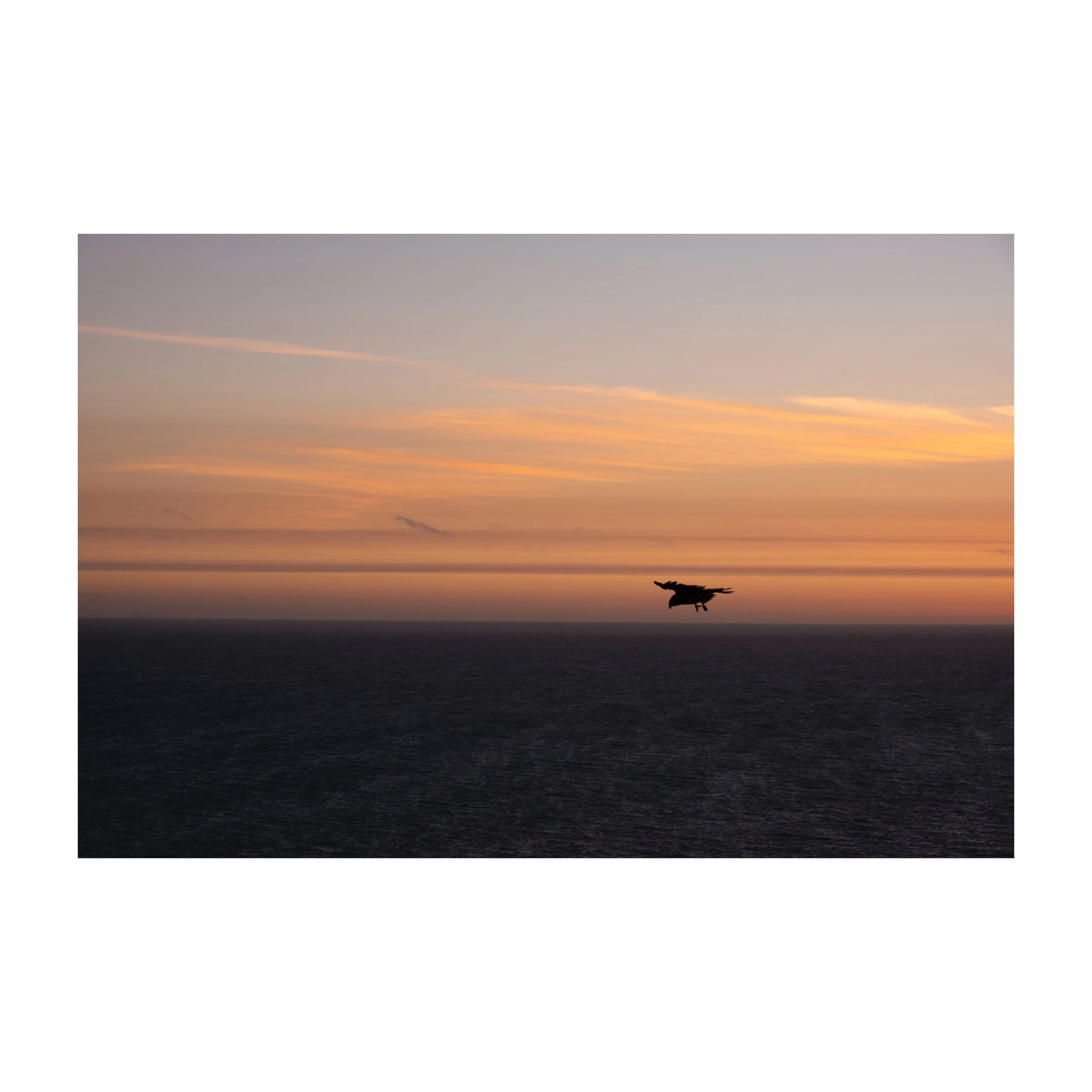 Whitagram-Image.jpeg