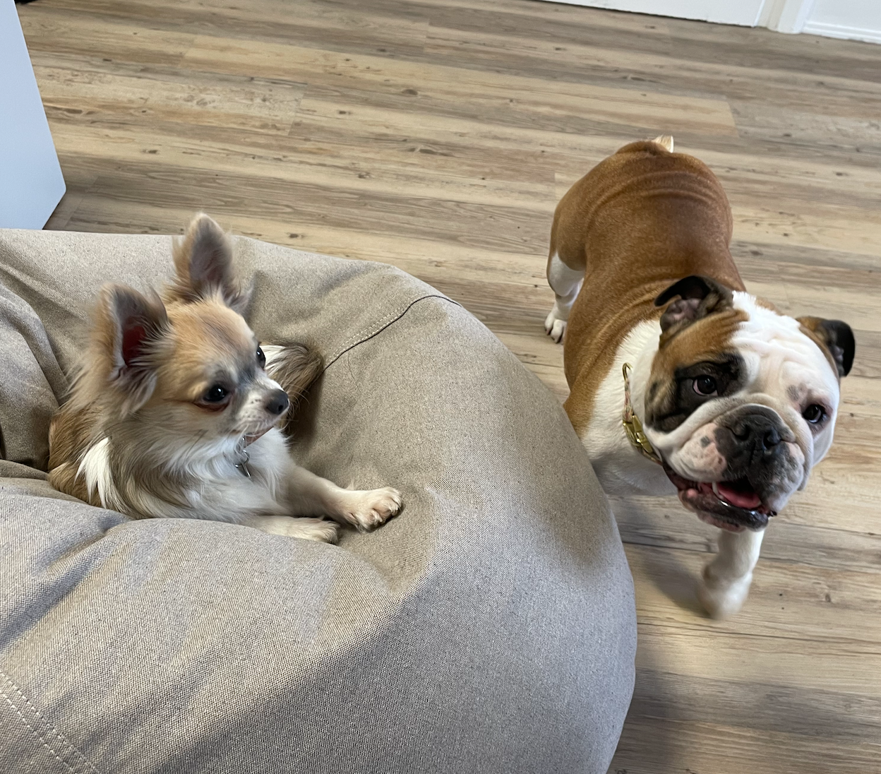 Un bulldog anglais marron et blanc et un chihuahua dans une salle, le bouledogue regarde et le petit chien se repose sur un coussin beige.