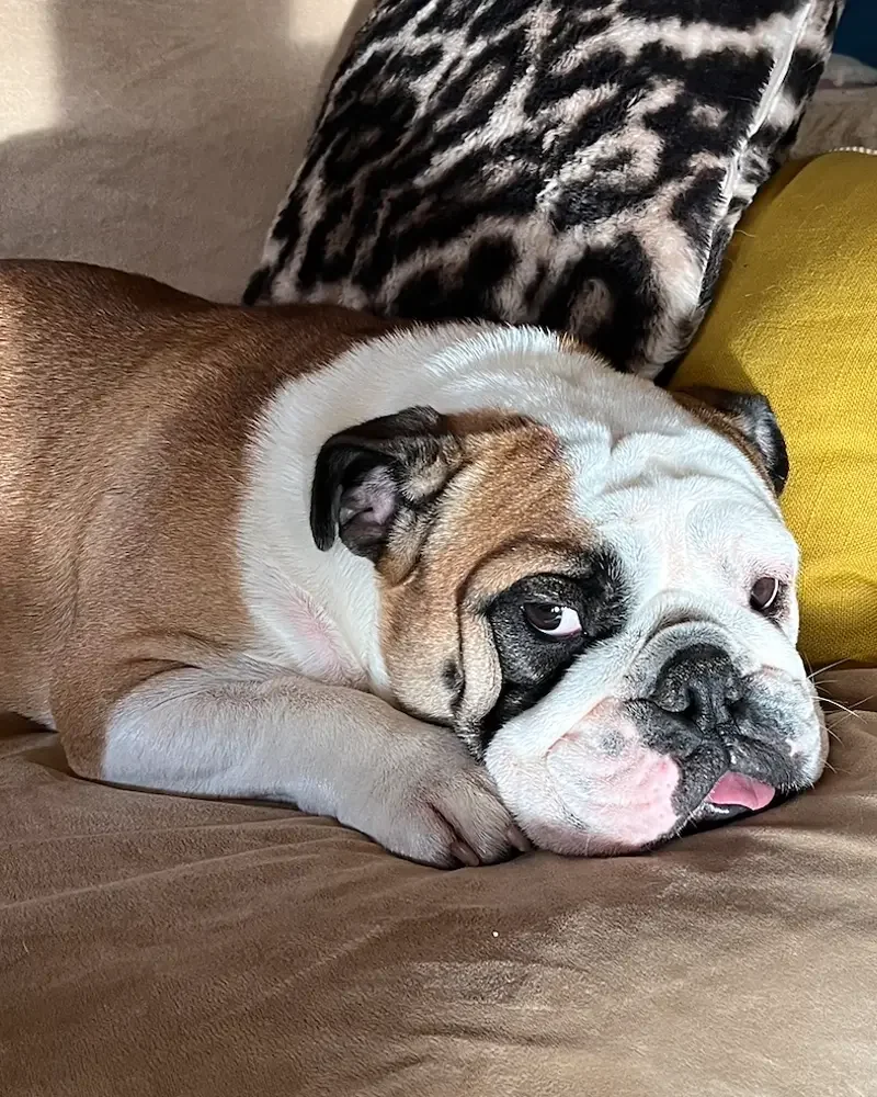 Un bulldog anglais allongé sur un canapé, reposant sa tête sur les coussins. Il a un visage expressif avec des yeux légèrement ouverts, une tête large, et un pelage blanc avec des taches brunes.