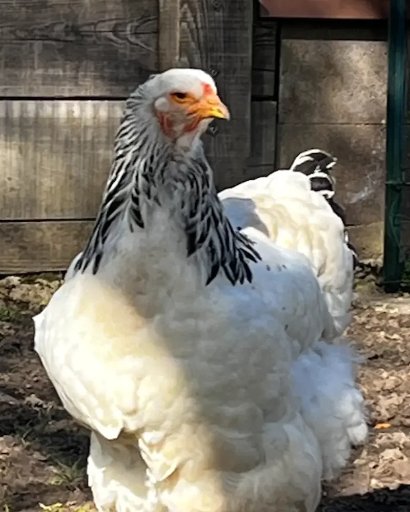 Une grande poule blanche avec une tête et un cou ornés de plumes noires, de race Brahma.