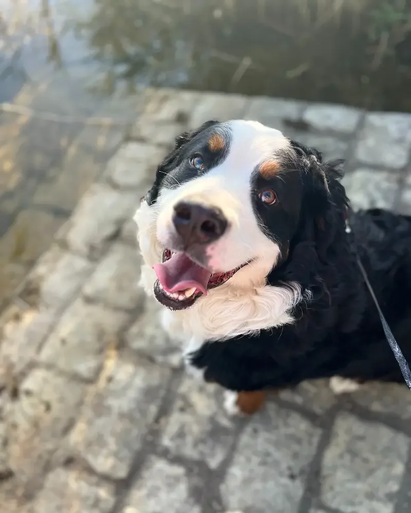 Un bouvier bernois joyeux en extérieur sur des pavés près de l'eau.