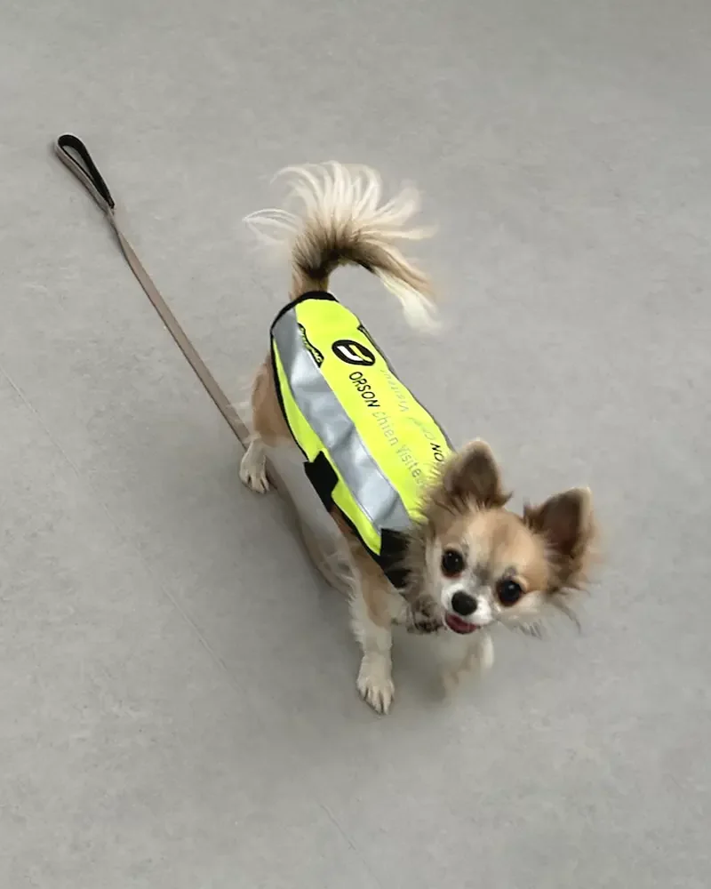 Chihuahua portant un gilet réfléchissant avec le nom ORSON, debout sur un sol en béton.
