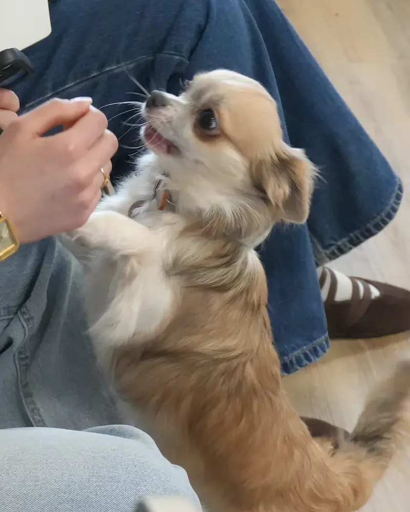 Chihuahua à poils longs debout contre une personne accroupie, fait un saut pour attraper une main humaine tendue vers lui.